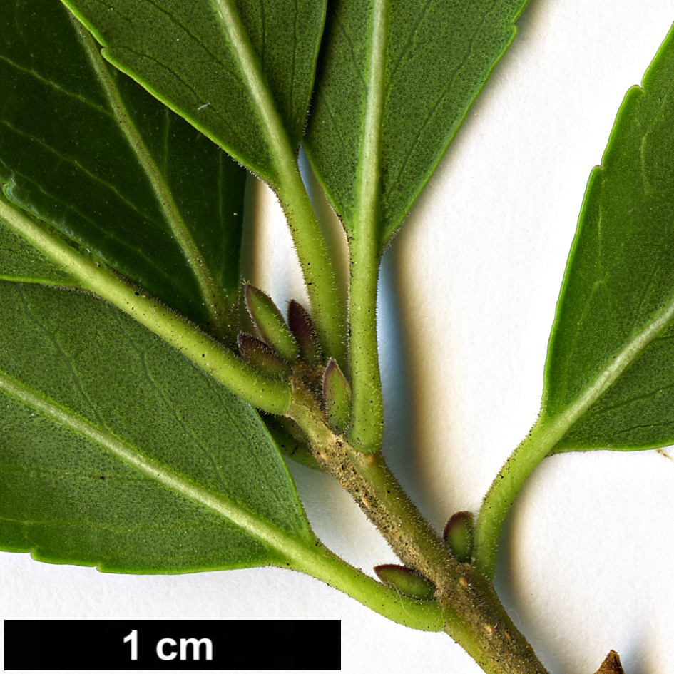 High resolution image: Family: Oleaceae - Genus: Phillyrea - Taxon: latifolia