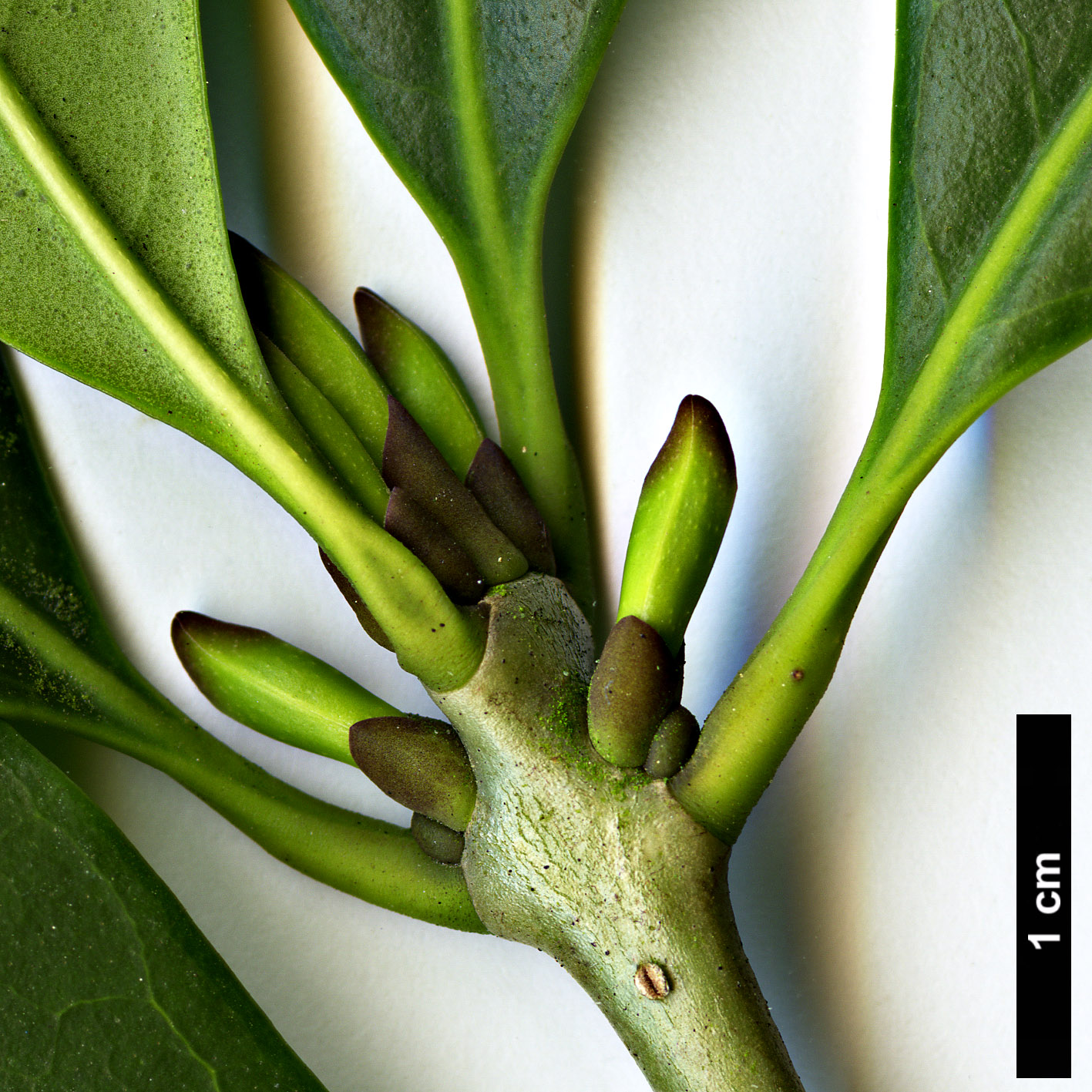 High resolution image: Family: Oleaceae - Genus: Picconia - Taxon: excelsa High resolution image: Family: Oleaceae - Genus: Picconia - Taxon: excelsa
