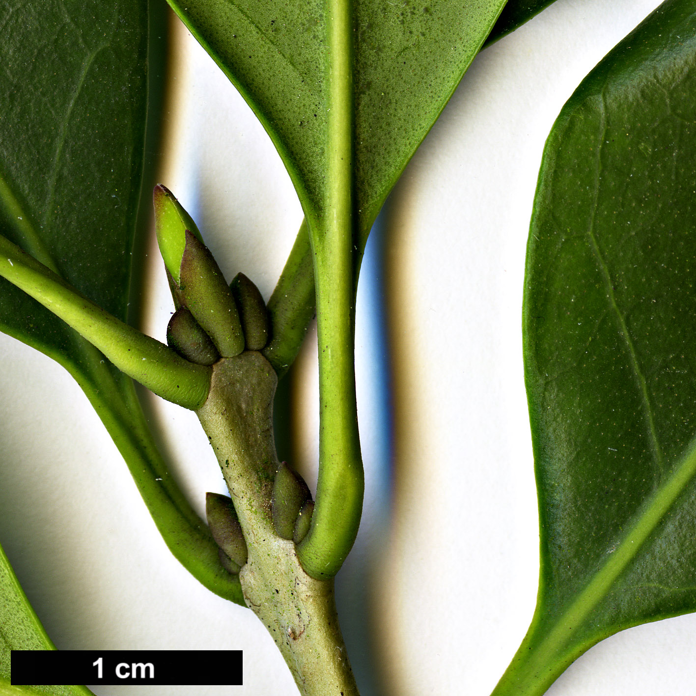 High resolution image: Family: Oleaceae - Genus: Picconia - Taxon: excelsa High resolution image: Family: Oleaceae - Genus: Picconia - Taxon: excelsa