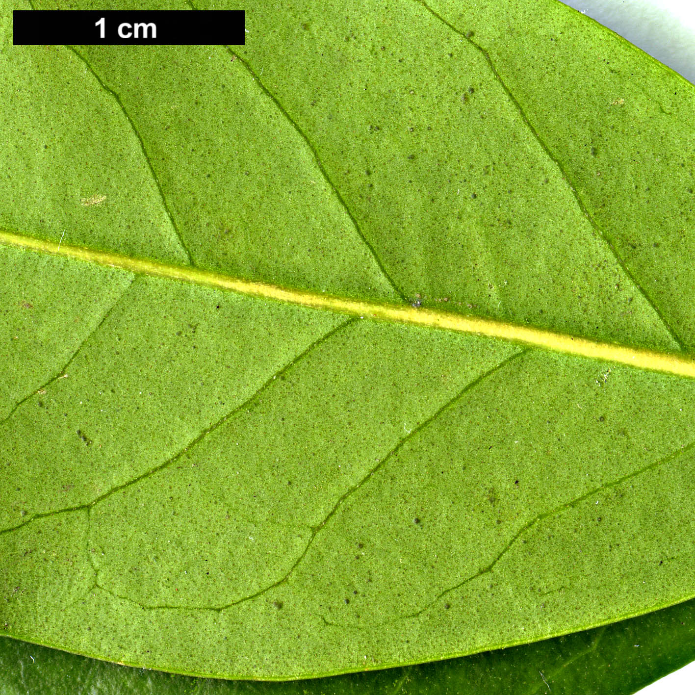 High resolution image: Family: Oleaceae - Genus: Picconia - Taxon: excelsa High resolution image: Family: Oleaceae - Genus: Picconia - Taxon: excelsa