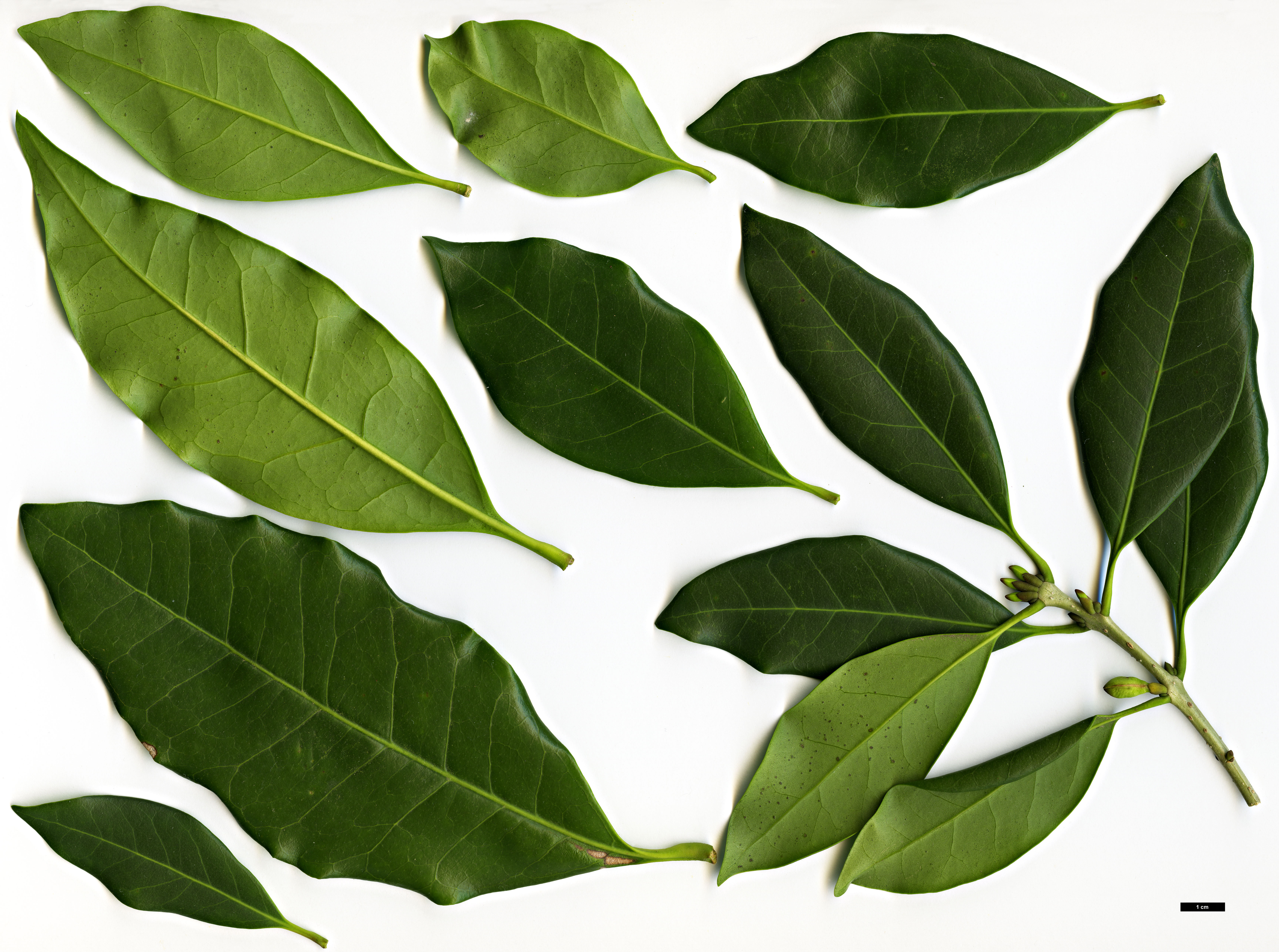 High resolution image: Family: Oleaceae - Genus: Picconia - Taxon: excelsa High resolution image: Family: Oleaceae - Genus: Picconia - Taxon: excelsa