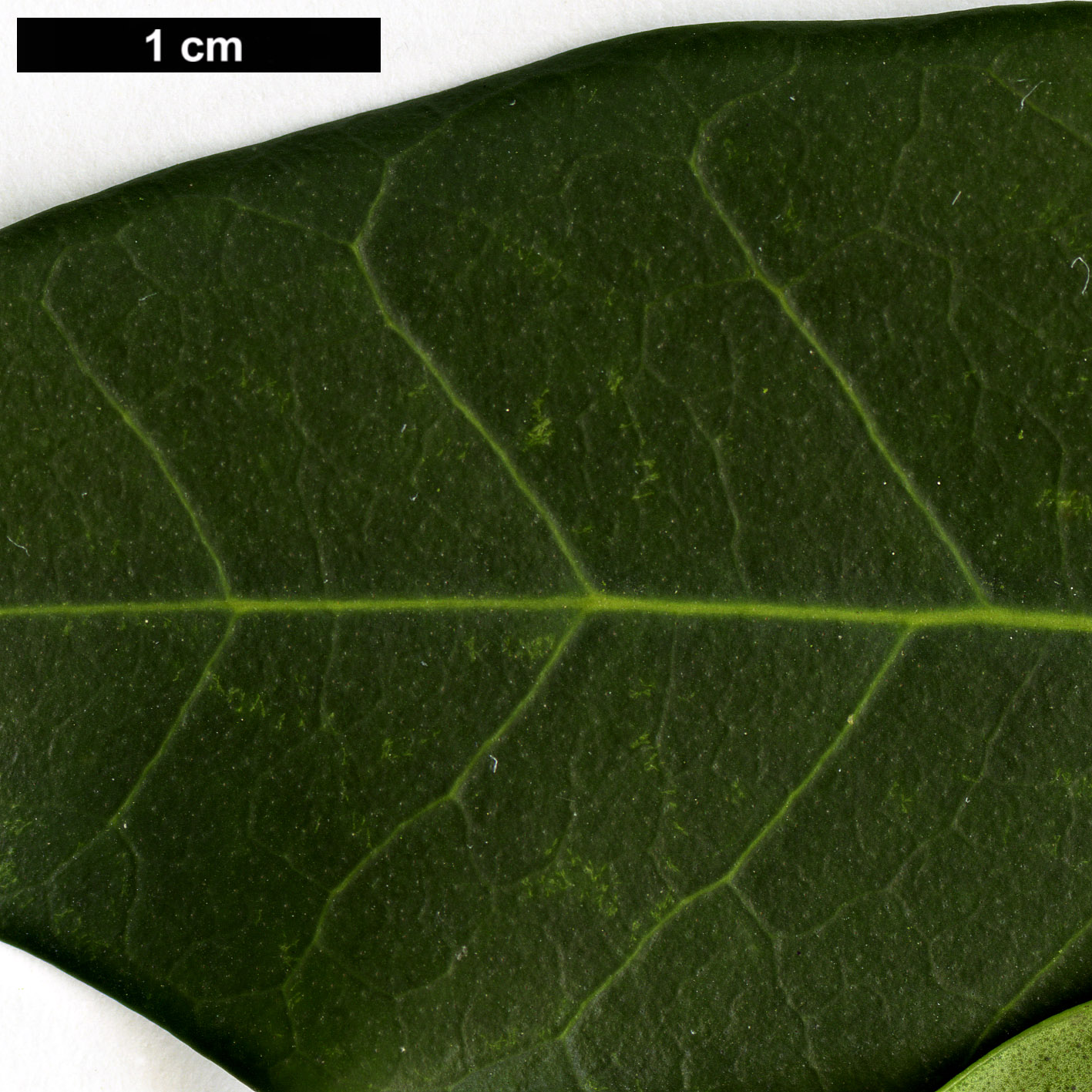 High resolution image: Family: Oleaceae - Genus: Picconia - Taxon: excelsa High resolution image: Family: Oleaceae - Genus: Picconia - Taxon: excelsa