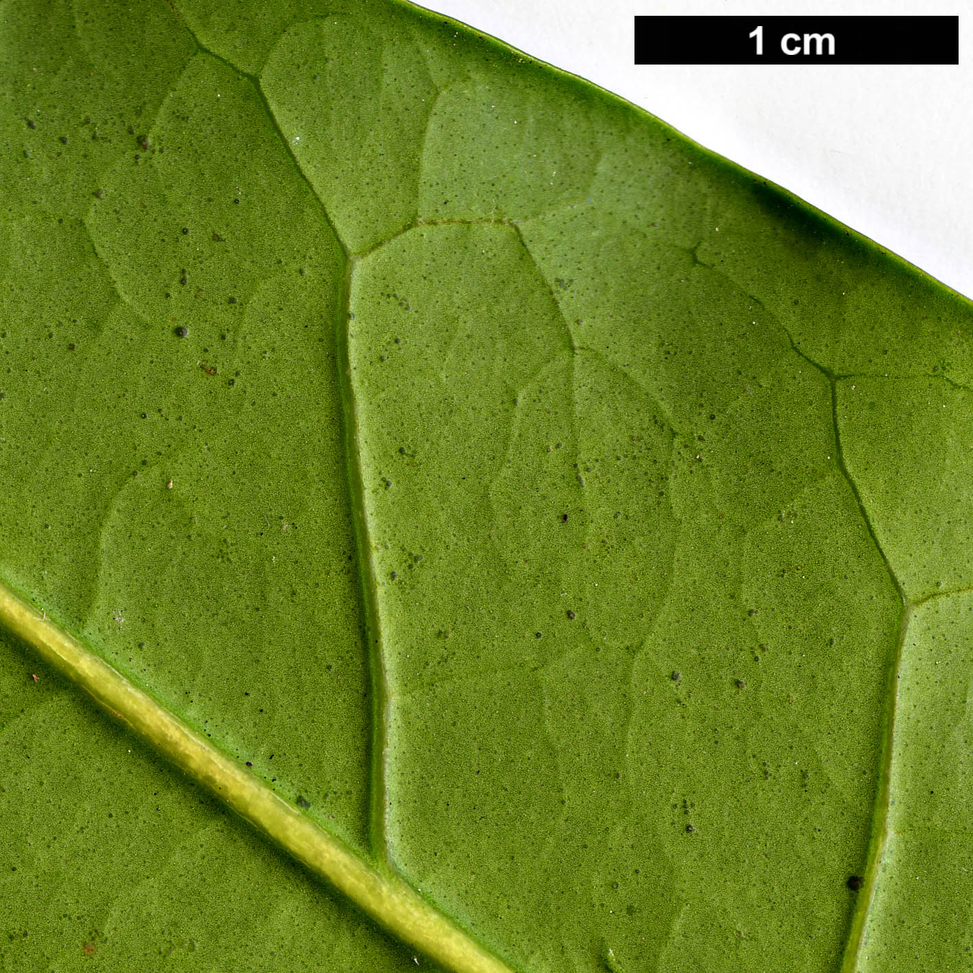 High resolution image: Family: Oleaceae - Genus: Picconia - Taxon: excelsa High resolution image: Family: Oleaceae - Genus: Picconia - Taxon: excelsa