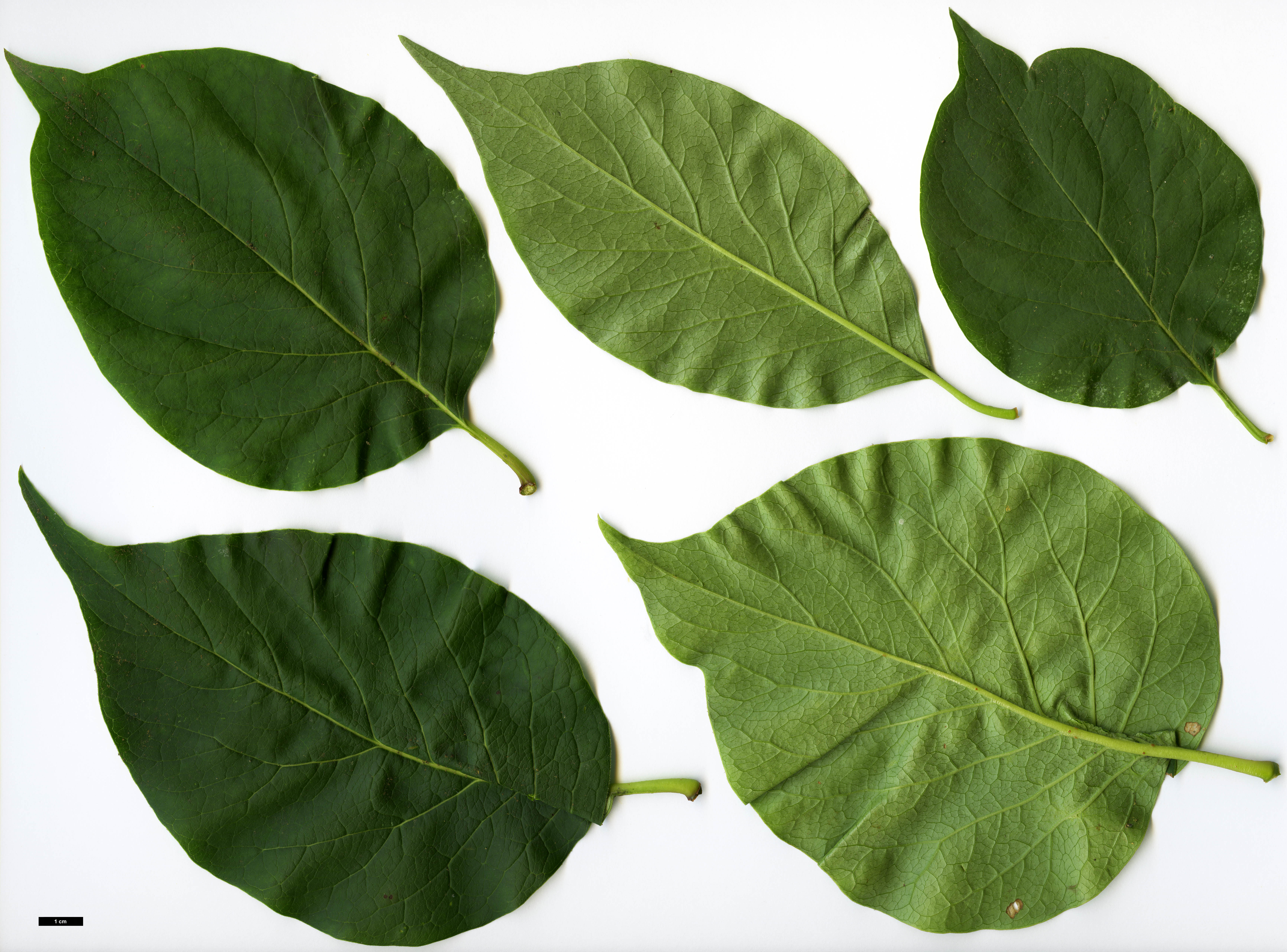 High resolution image: Family: Oleaceae - Genus: Syringa - Taxon: reticulata High resolution image: Family: Oleaceae - Genus: Syringa - Taxon: reticulata