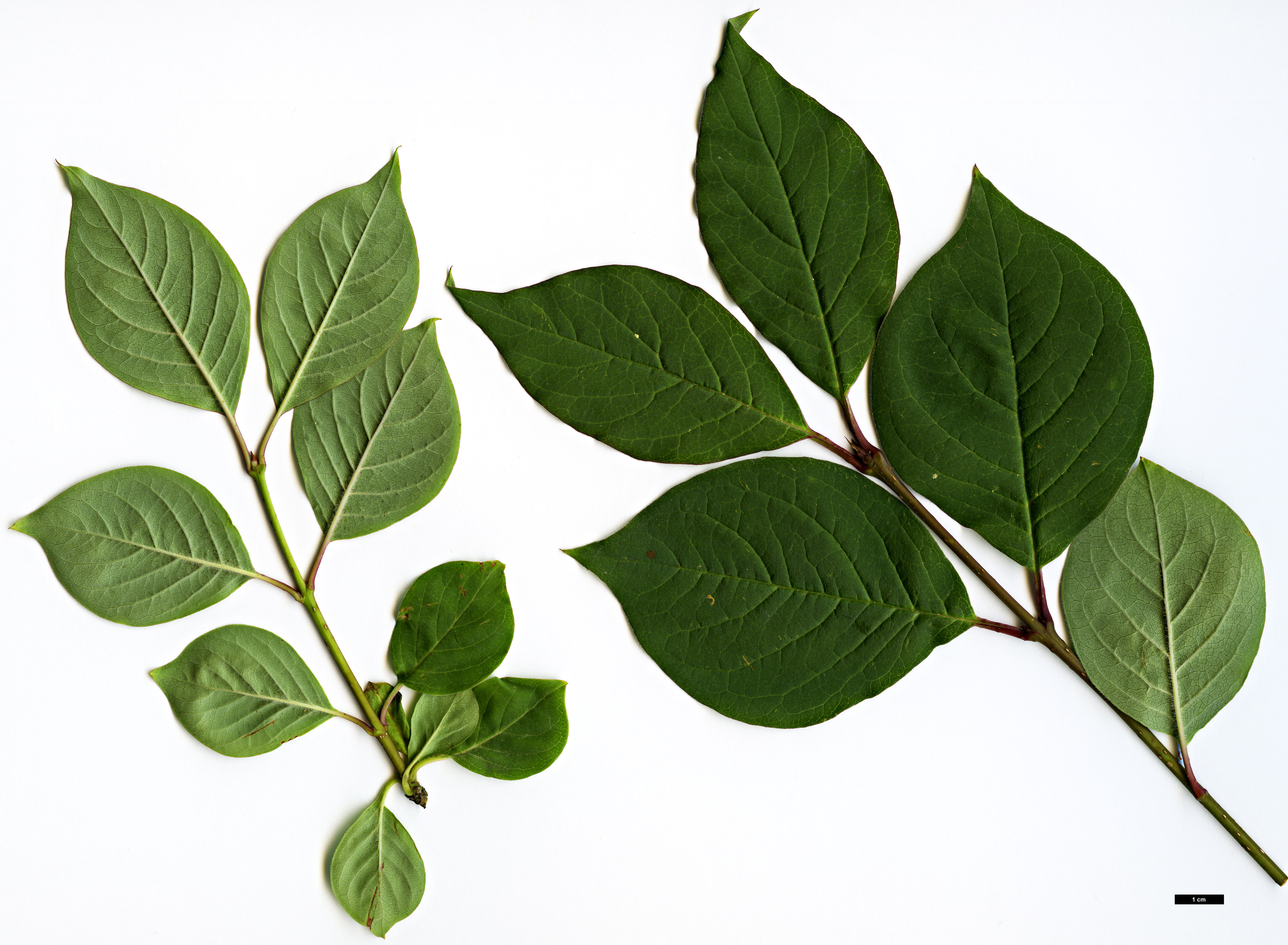 High resolution image: Family: Oleaceae - Genus: Syringa - Taxon: tomentella