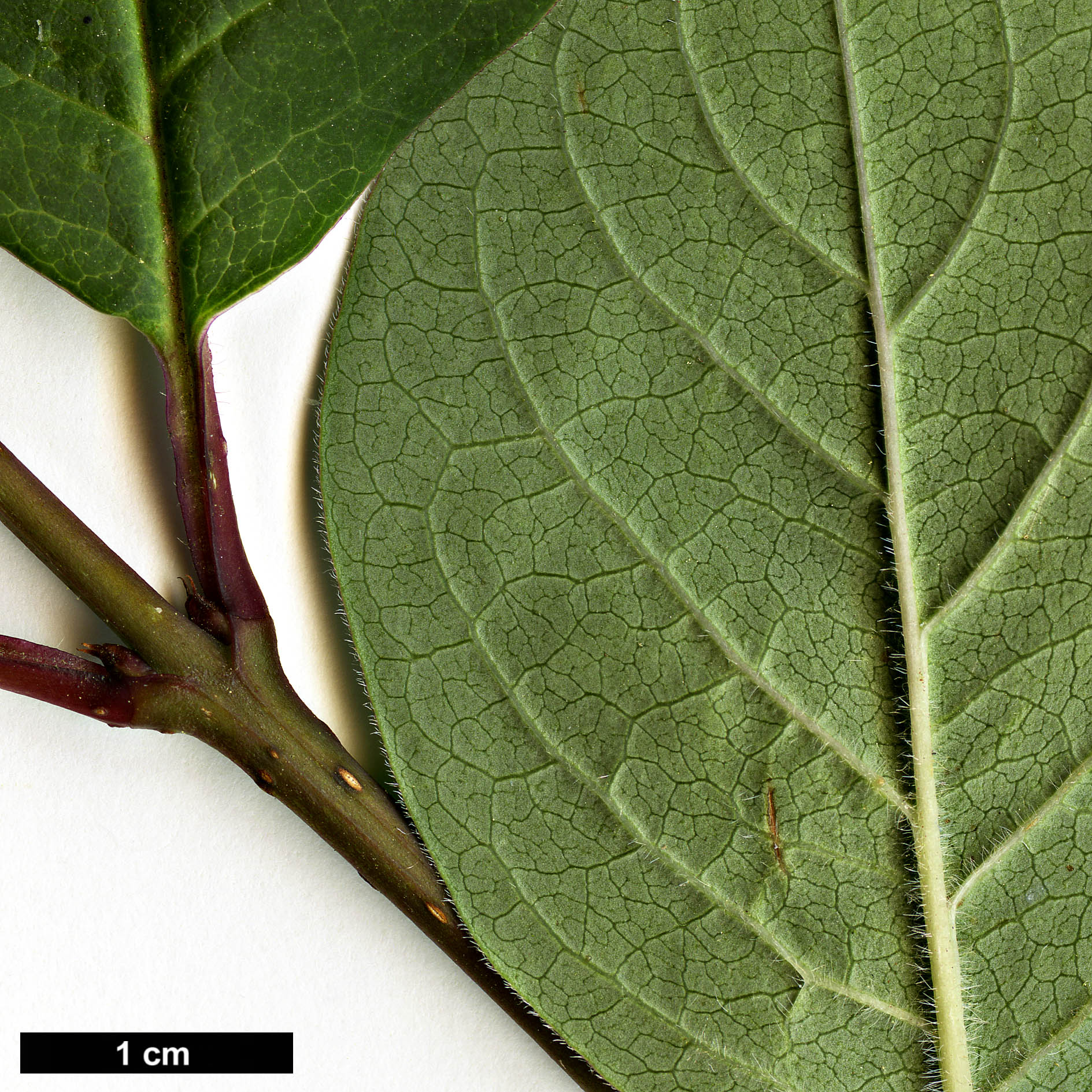 High resolution image: Family: Oleaceae - Genus: Syringa - Taxon: tomentella