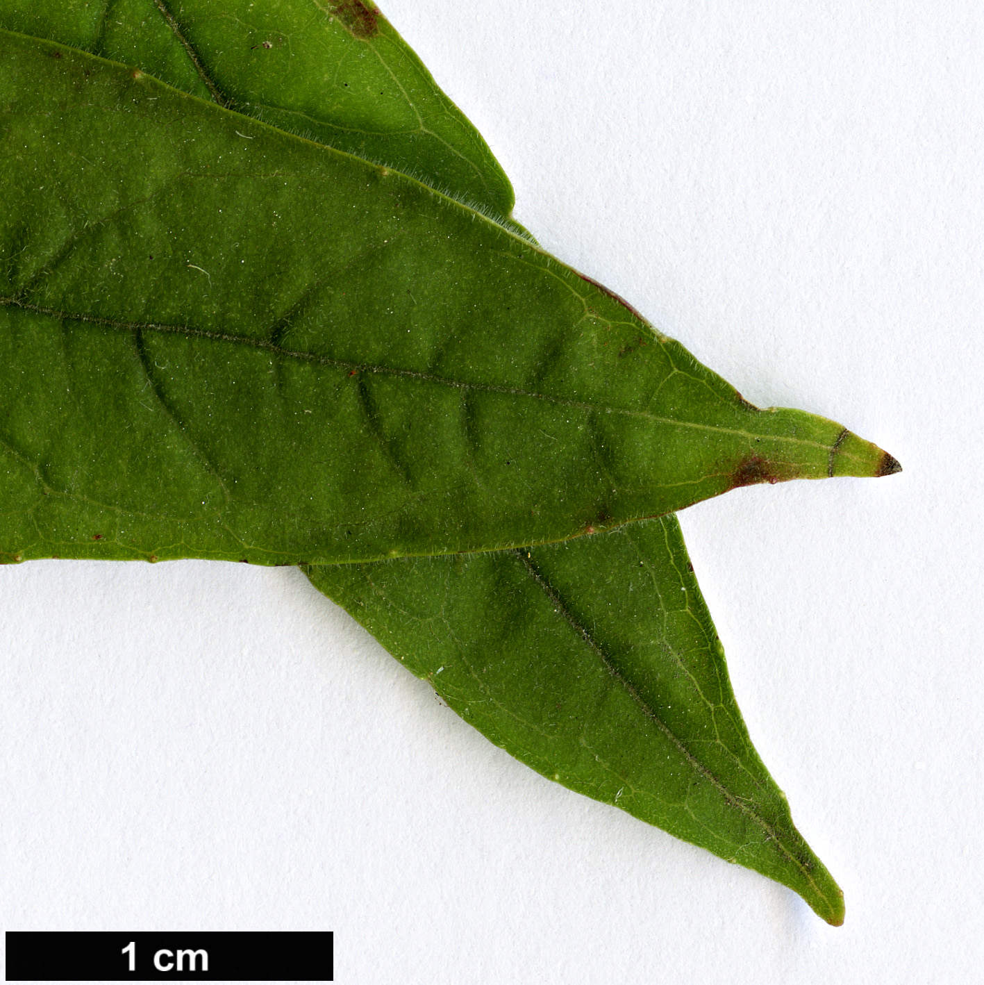 High resolution image: Family: Onagraceae - Genus: Fuchsia - Taxon: brevilobis High resolution image: Family: Onagraceae - Genus: Fuchsia - Taxon: brevilobis