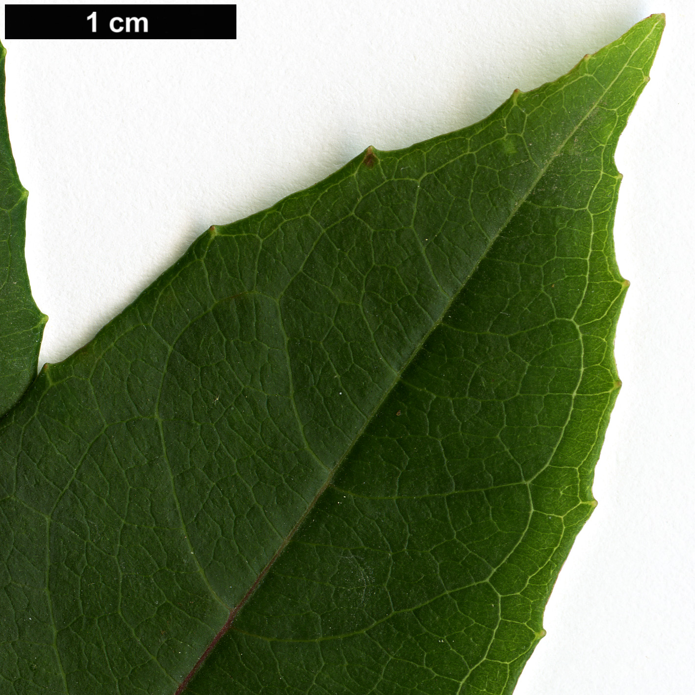 High resolution image: Family: Onagraceae - Genus: Fuchsia - Taxon: coccinia