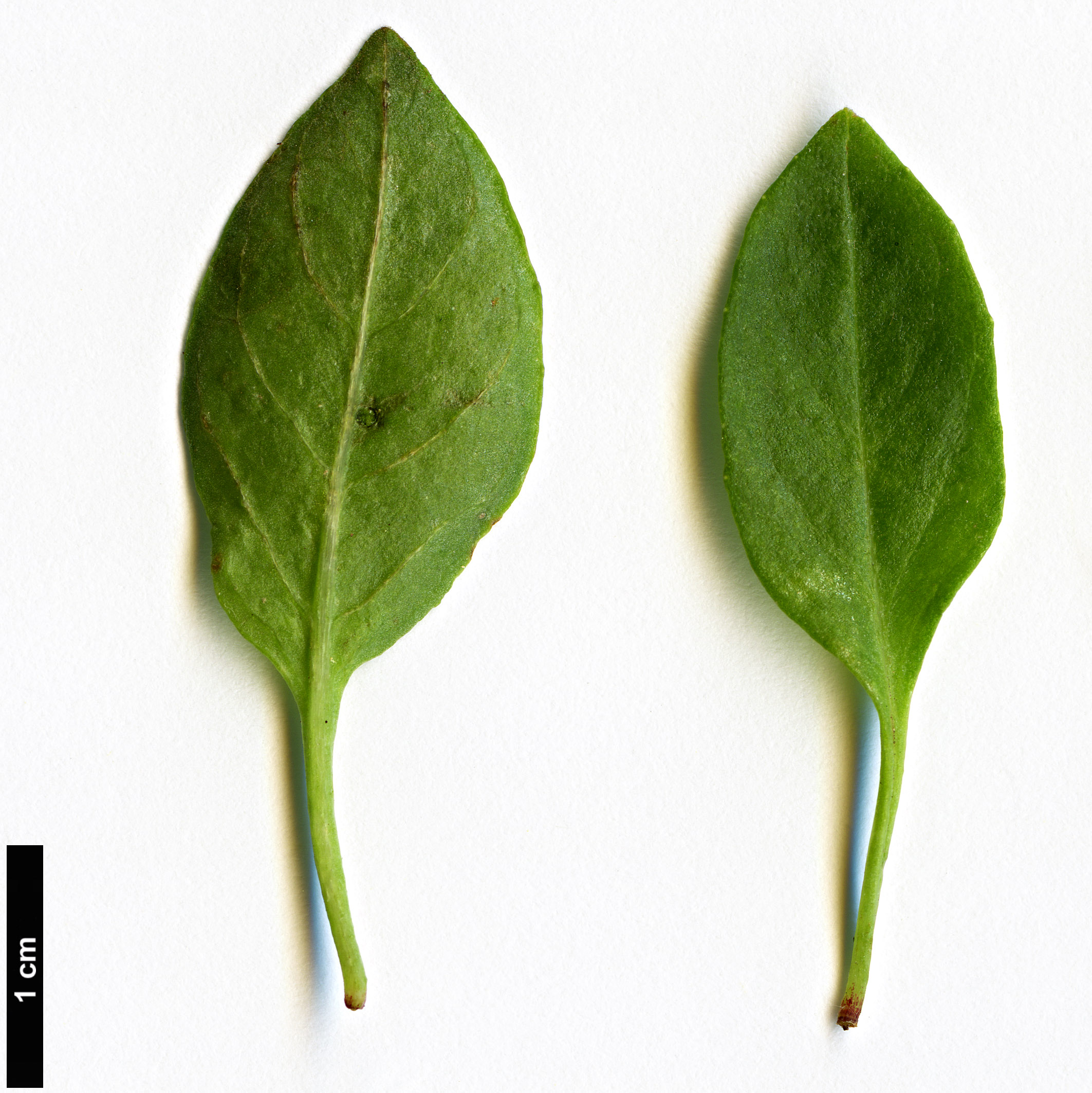 High resolution image: Family: Onagraceae - Genus: Fuchsia - Taxon: lycioides High resolution image: Family: Onagraceae - Genus: Fuchsia - Taxon: lycioides
