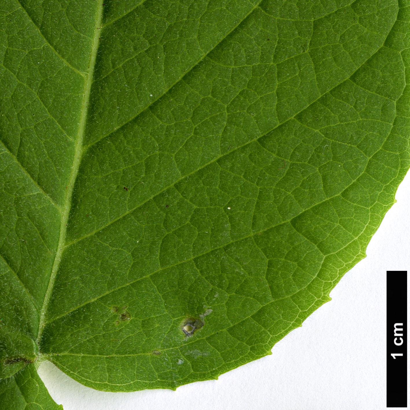 High resolution image: Family: Onagraceae - Genus: Fuchsia - Taxon: splendens High resolution image: Family: Onagraceae - Genus: Fuchsia - Taxon: splendens