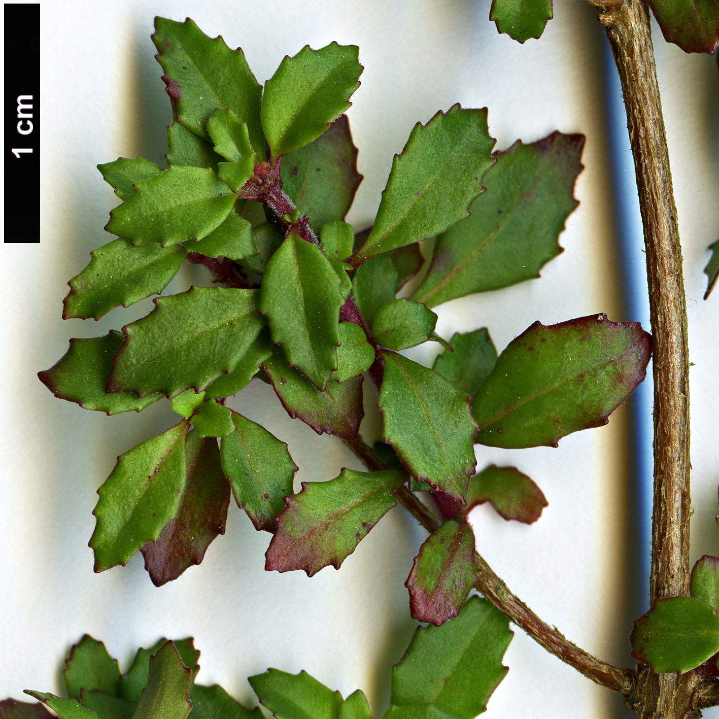 High resolution image: Family: Onagraceae - Genus: Fuchsia - Taxon: thymifolia High resolution image: Family: Onagraceae - Genus: Fuchsia - Taxon: thymifolia