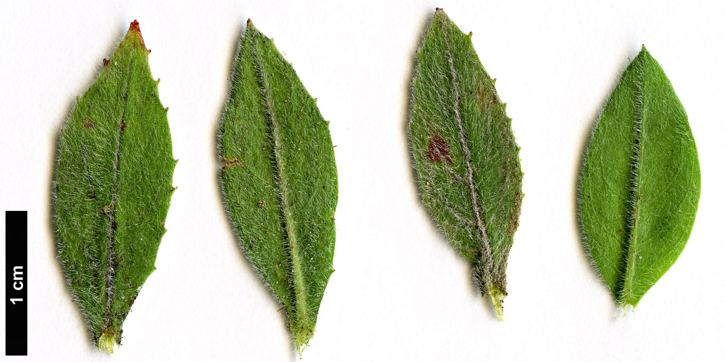 High resolution image: Family: Onagraceae - Genus: Zauschneria - Taxon: californica