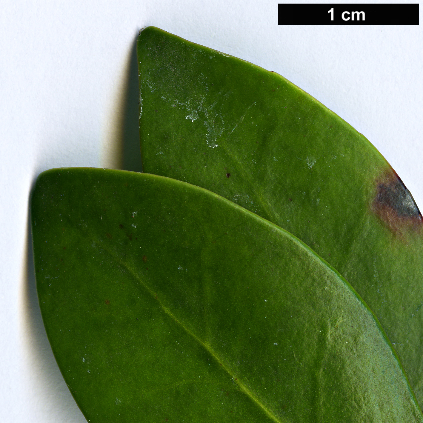 High resolution image: Family: Pentaphylacaceae - Genus: Ternstroemia - Taxon: gymnanthera