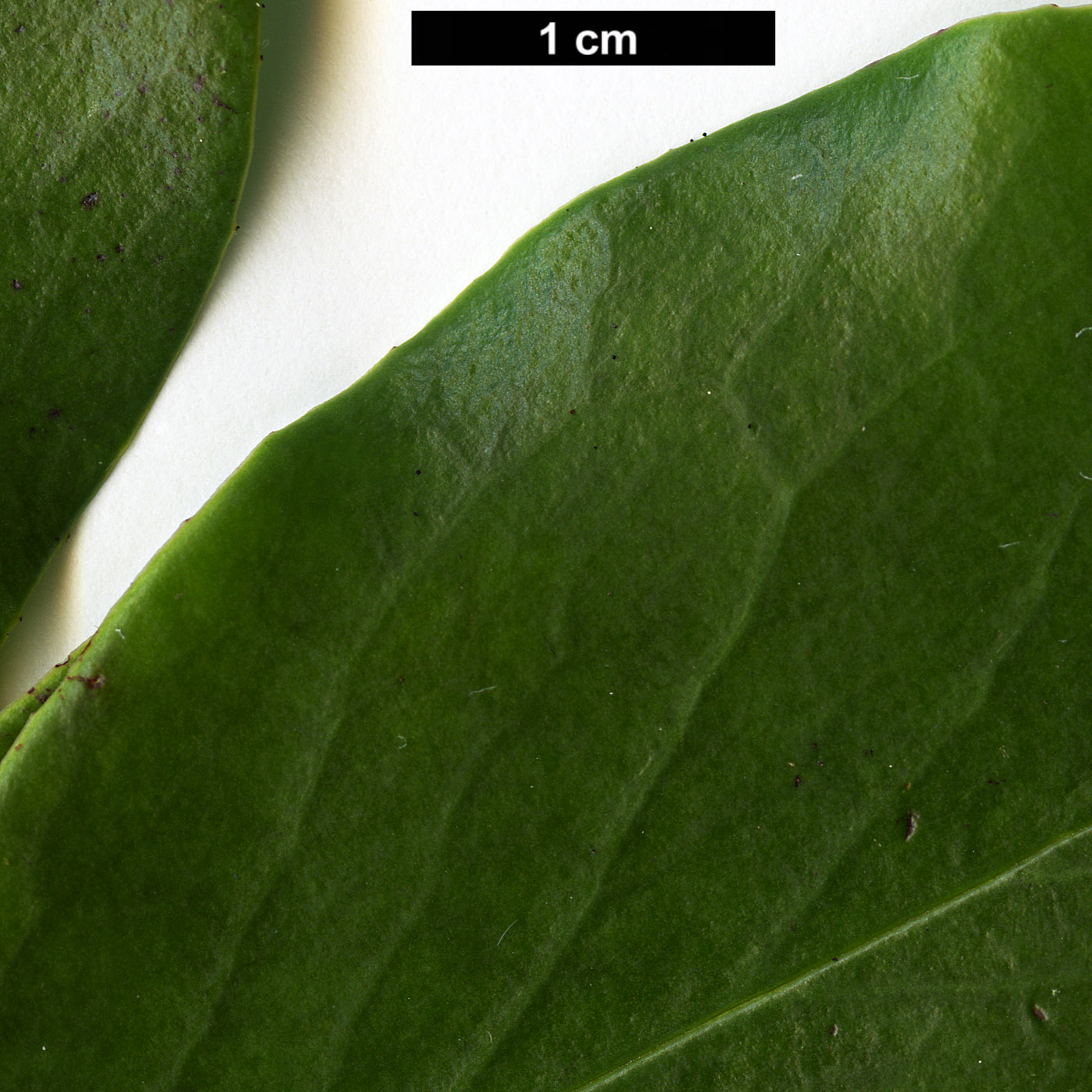 High resolution image: Family: Pentaphylacaceae - Genus: Ternstroemia - Taxon: gymnanthera High resolution image: Family: Pentaphylacaceae - Genus: Ternstroemia - Taxon: gymnanthera