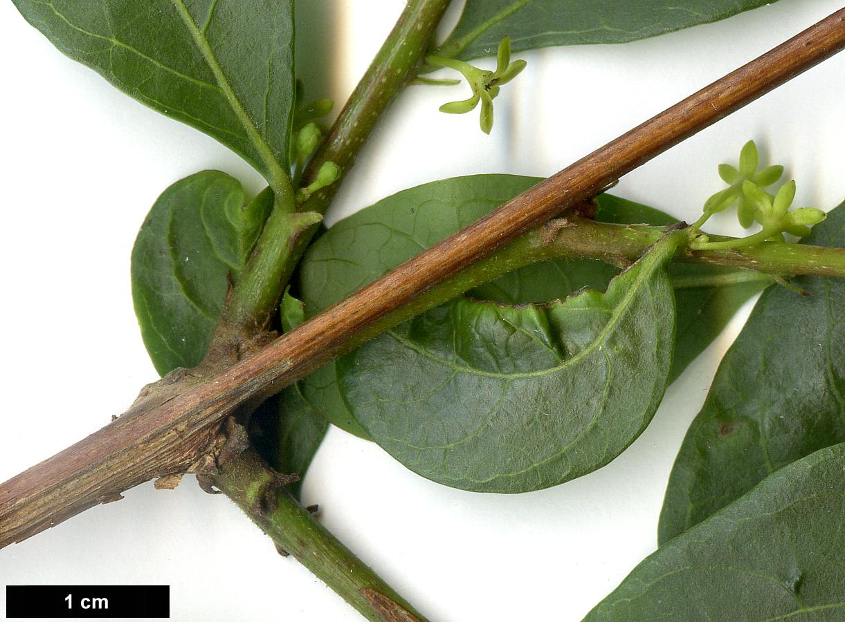 High resolution image: Family: Phyllanthaceae - Genus: Glochidion - Taxon: puberum High resolution image: Family: Phyllanthaceae - Genus: Glochidion - Taxon: puberum