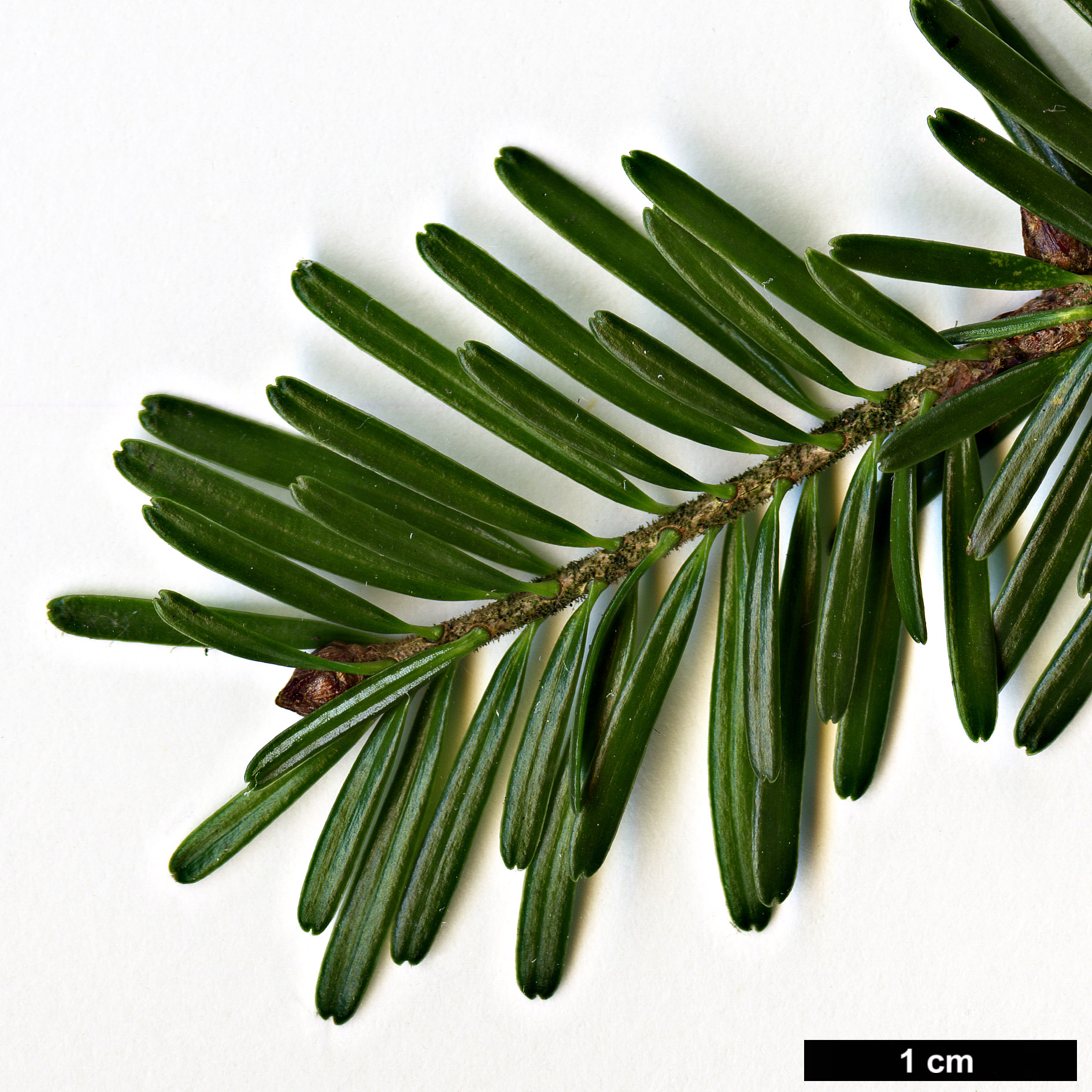 High resolution image: Family: Pinaceae - Genus: Abies - Taxon: alba High resolution image: Family: Pinaceae - Genus: Abies - Taxon: alba