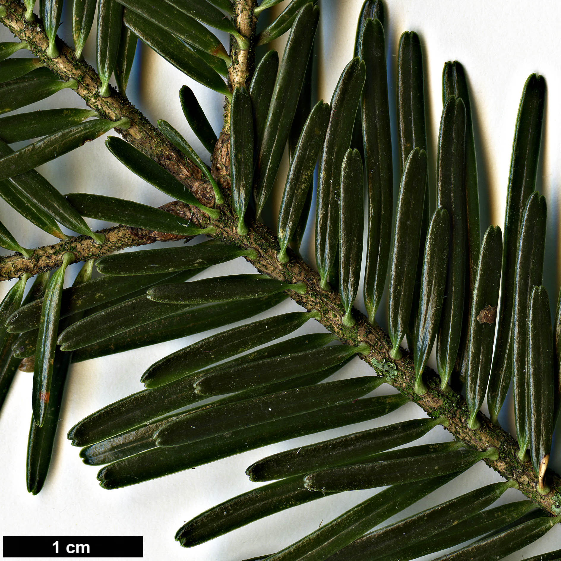 High resolution image: Family: Pinaceae - Genus: Abies - Taxon: alba High resolution image: Family: Pinaceae - Genus: Abies - Taxon: alba