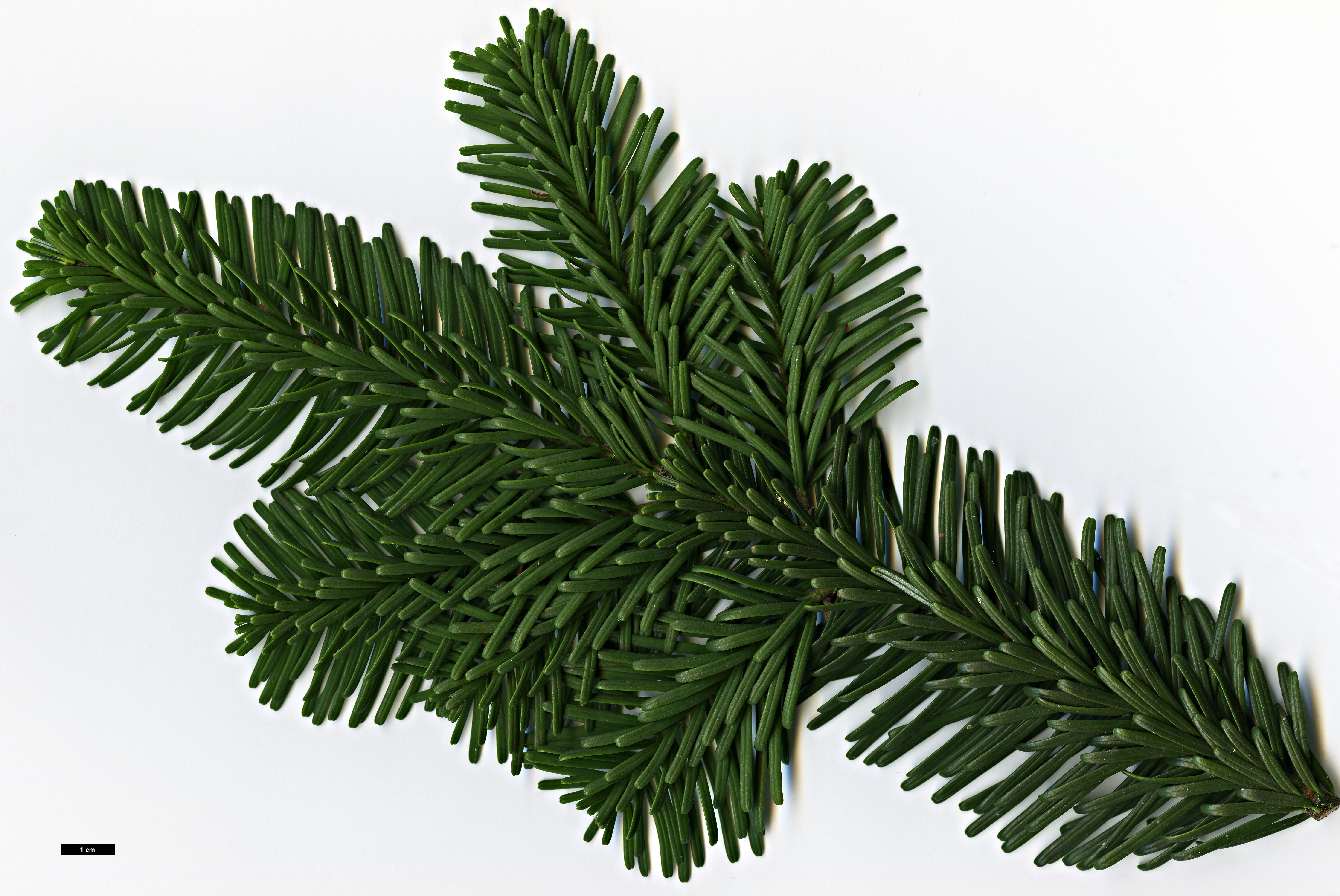 High resolution image: Family: Pinaceae - Genus: Abies - Taxon: amabilis High resolution image: Family: Pinaceae - Genus: Abies - Taxon: amabilis