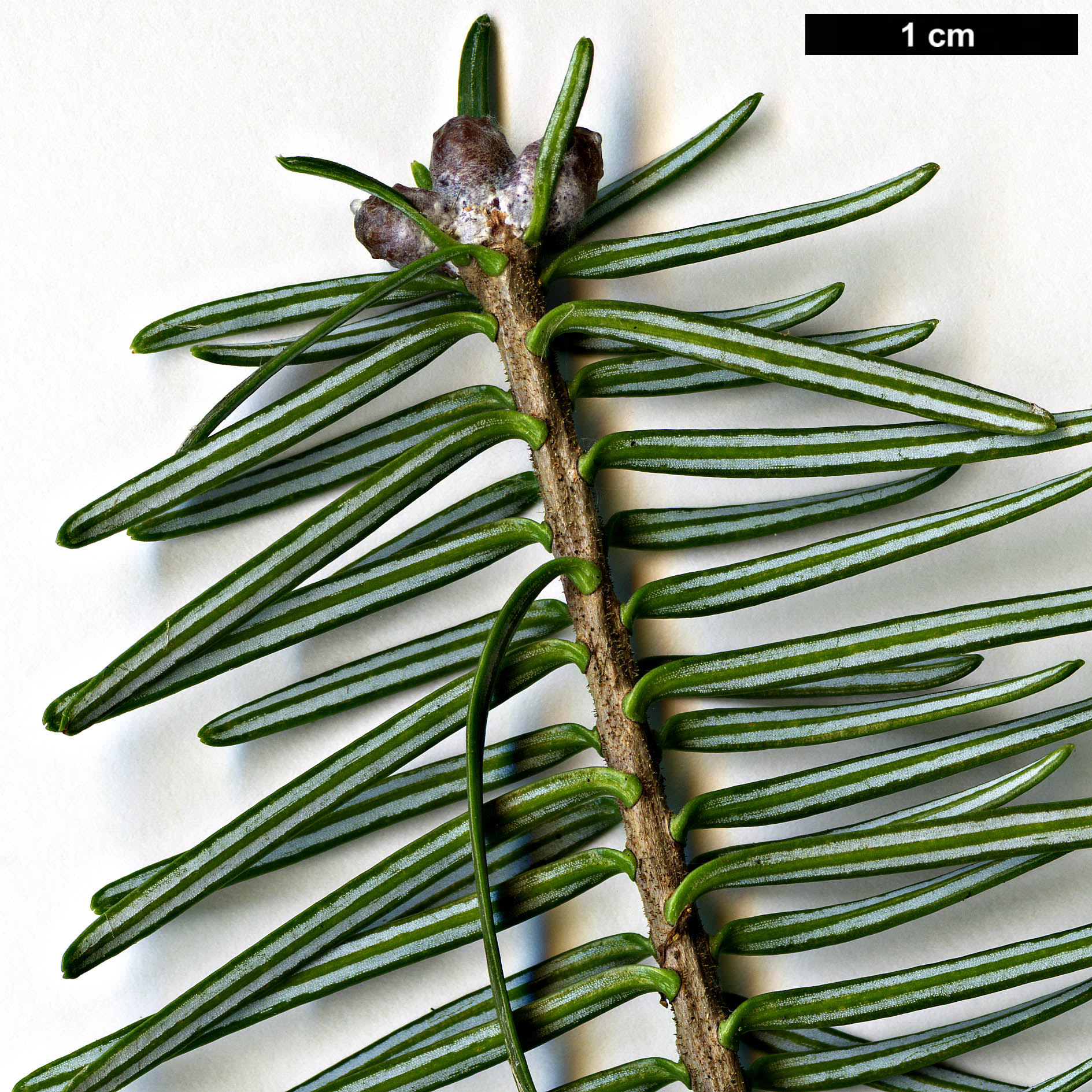 High resolution image: Family: Pinaceae - Genus: Abies - Taxon: balsamea High resolution image: Family: Pinaceae - Genus: Abies - Taxon: balsamea