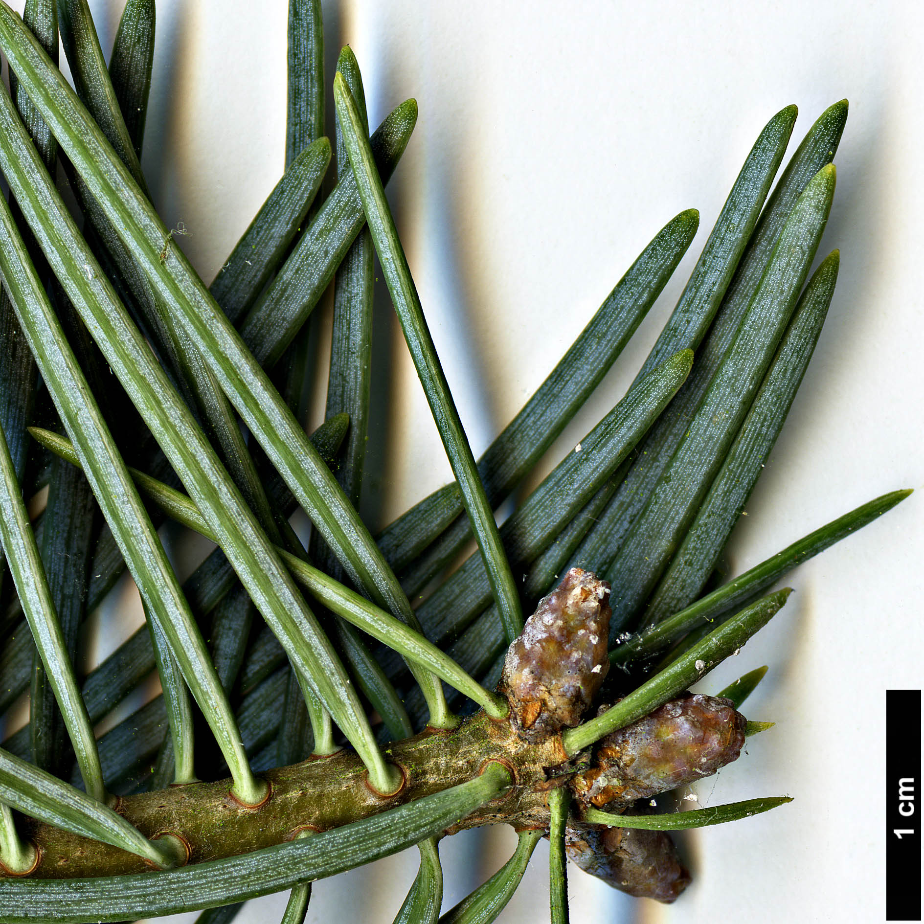 High resolution image: Family: Pinaceae - Genus: Abies - Taxon: concolor - SpeciesSub: 'Argentea'