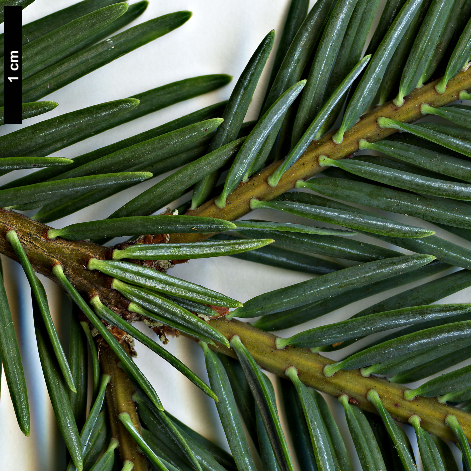 High resolution image: Family: Pinaceae - Genus: Abies - Taxon: durangensis High resolution image: Family: Pinaceae - Genus: Abies - Taxon: durangensis