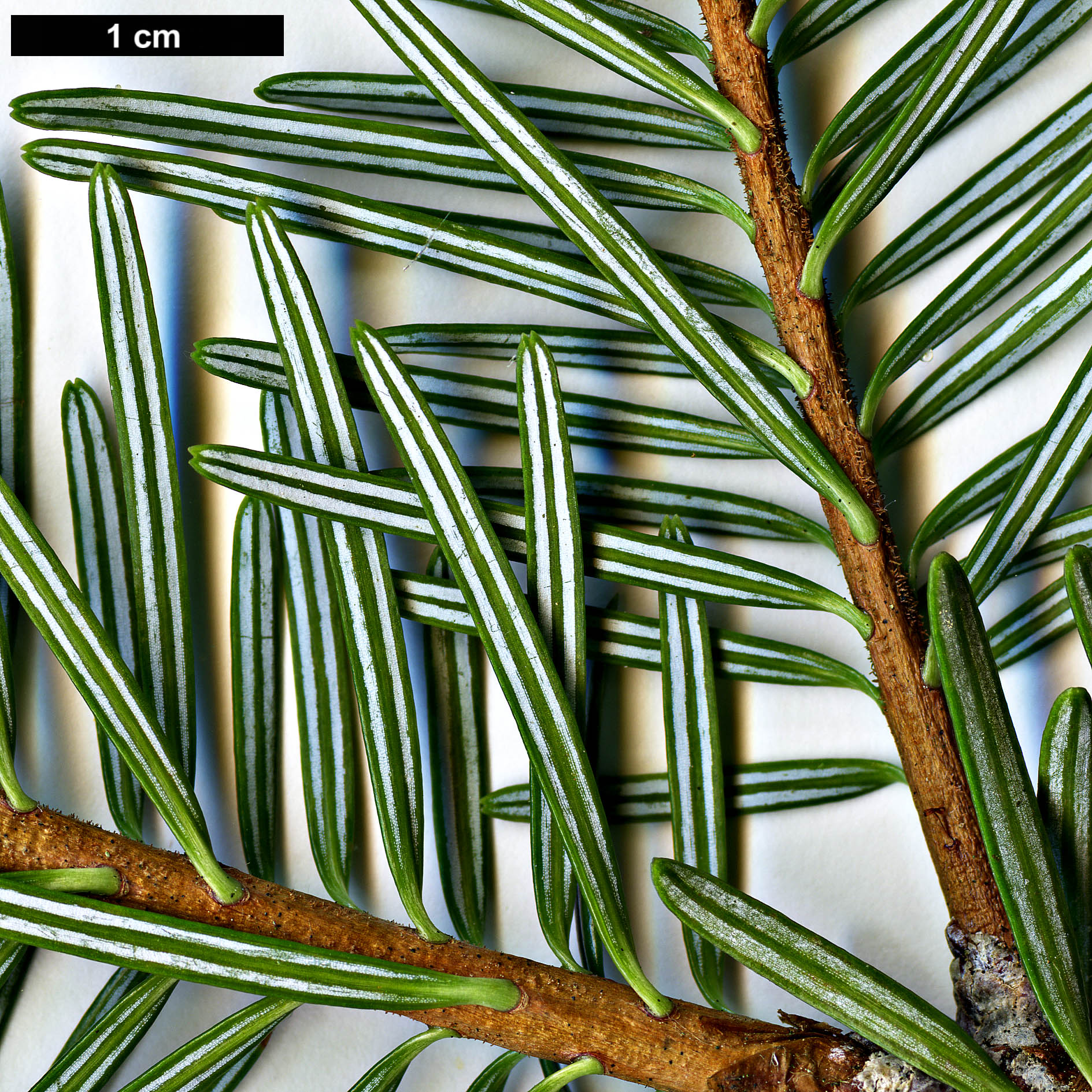 High resolution image: Family: Pinaceae - Genus: Abies - Taxon: fordei High resolution image: Family: Pinaceae - Genus: Abies - Taxon: fordei