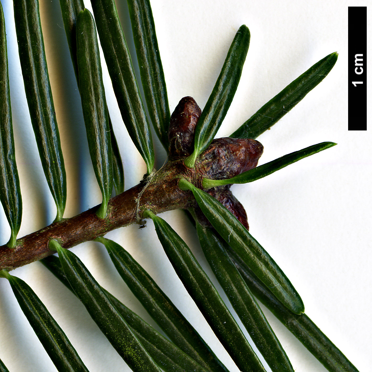 High resolution image: Family: Pinaceae - Genus: Abies - Taxon: fordei High resolution image: Family: Pinaceae - Genus: Abies - Taxon: fordei