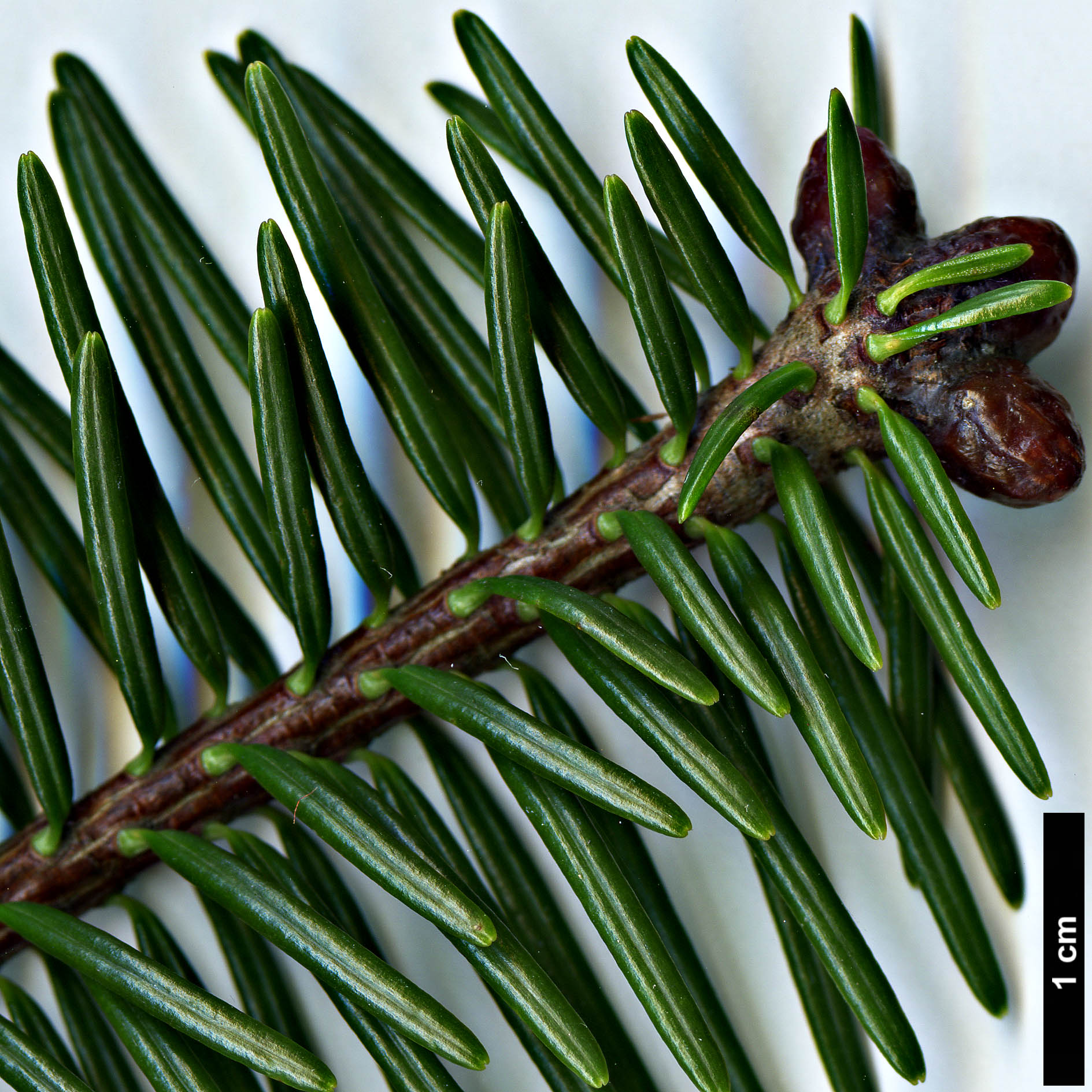 High resolution image: Family: Pinaceae - Genus: Abies - Taxon: fordei High resolution image: Family: Pinaceae - Genus: Abies - Taxon: fordei