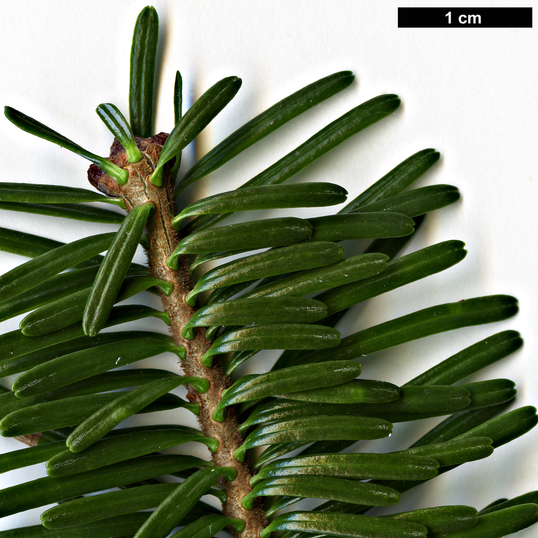 High resolution image: Family: Pinaceae - Genus: Abies - Taxon: fraseri High resolution image: Family: Pinaceae - Genus: Abies - Taxon: fraseri