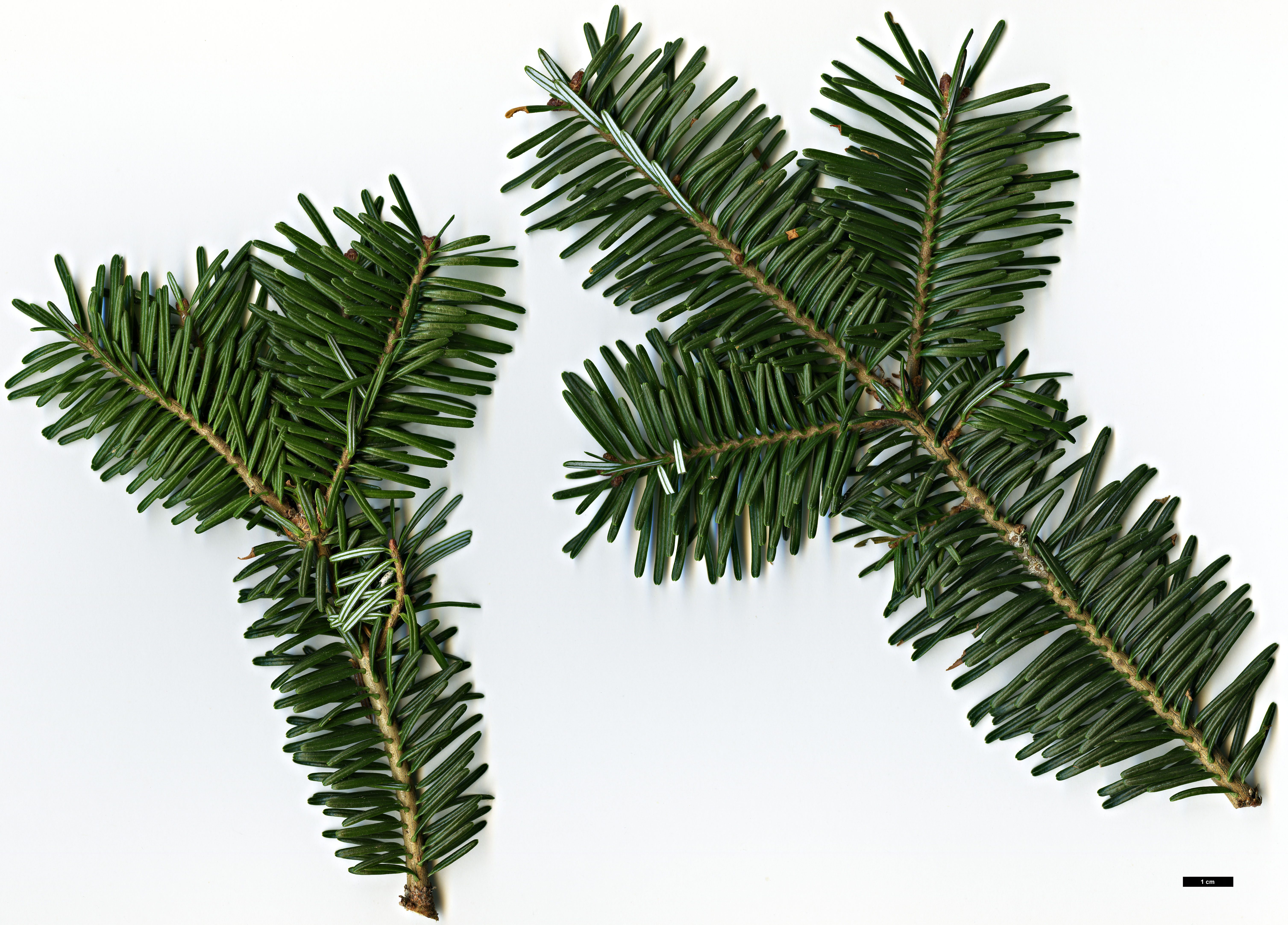 High resolution image: Family: Pinaceae - Genus: Abies - Taxon: fraseri High resolution image: Family: Pinaceae - Genus: Abies - Taxon: fraseri