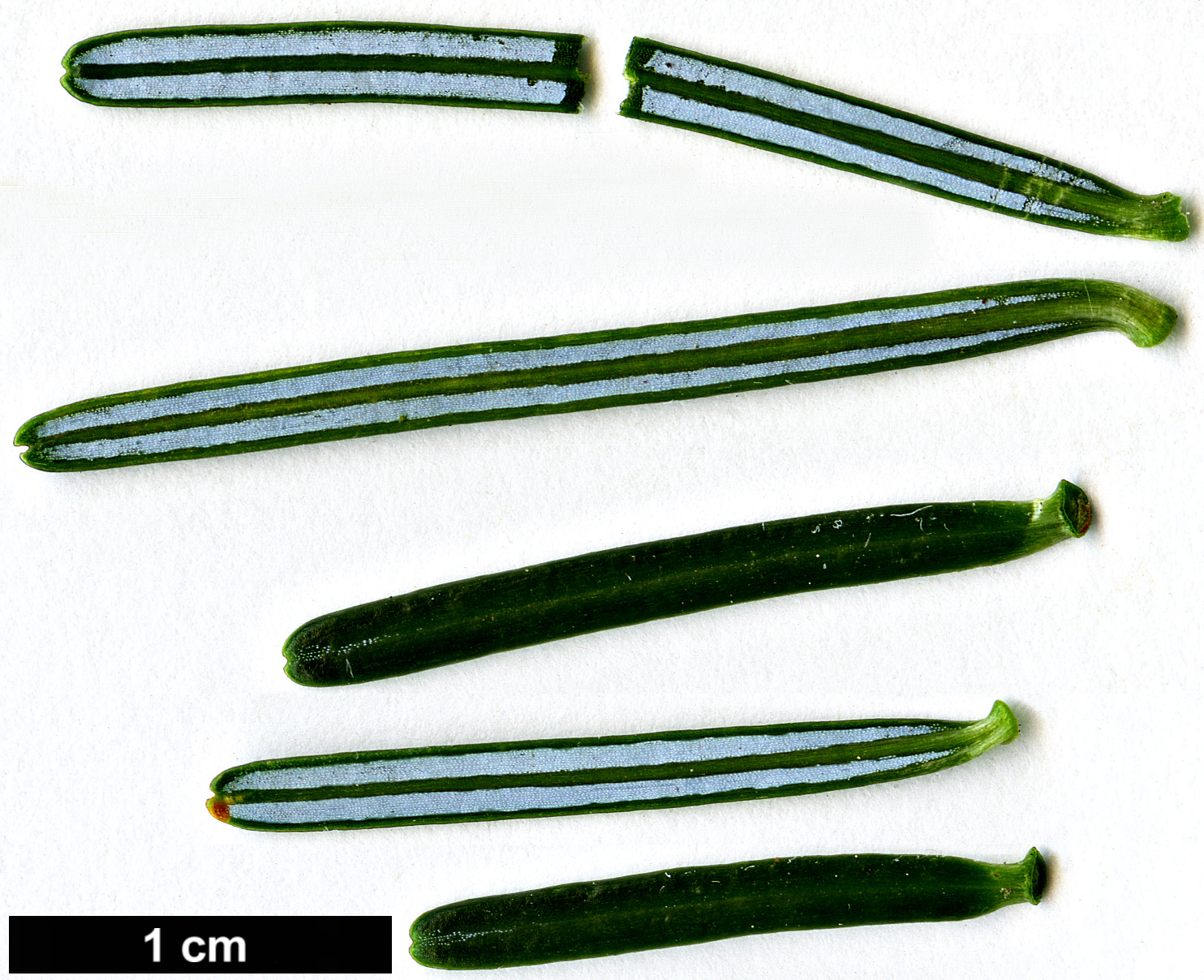 High resolution image: Family: Pinaceae - Genus: Abies - Taxon: fraseri High resolution image: Family: Pinaceae - Genus: Abies - Taxon: fraseri