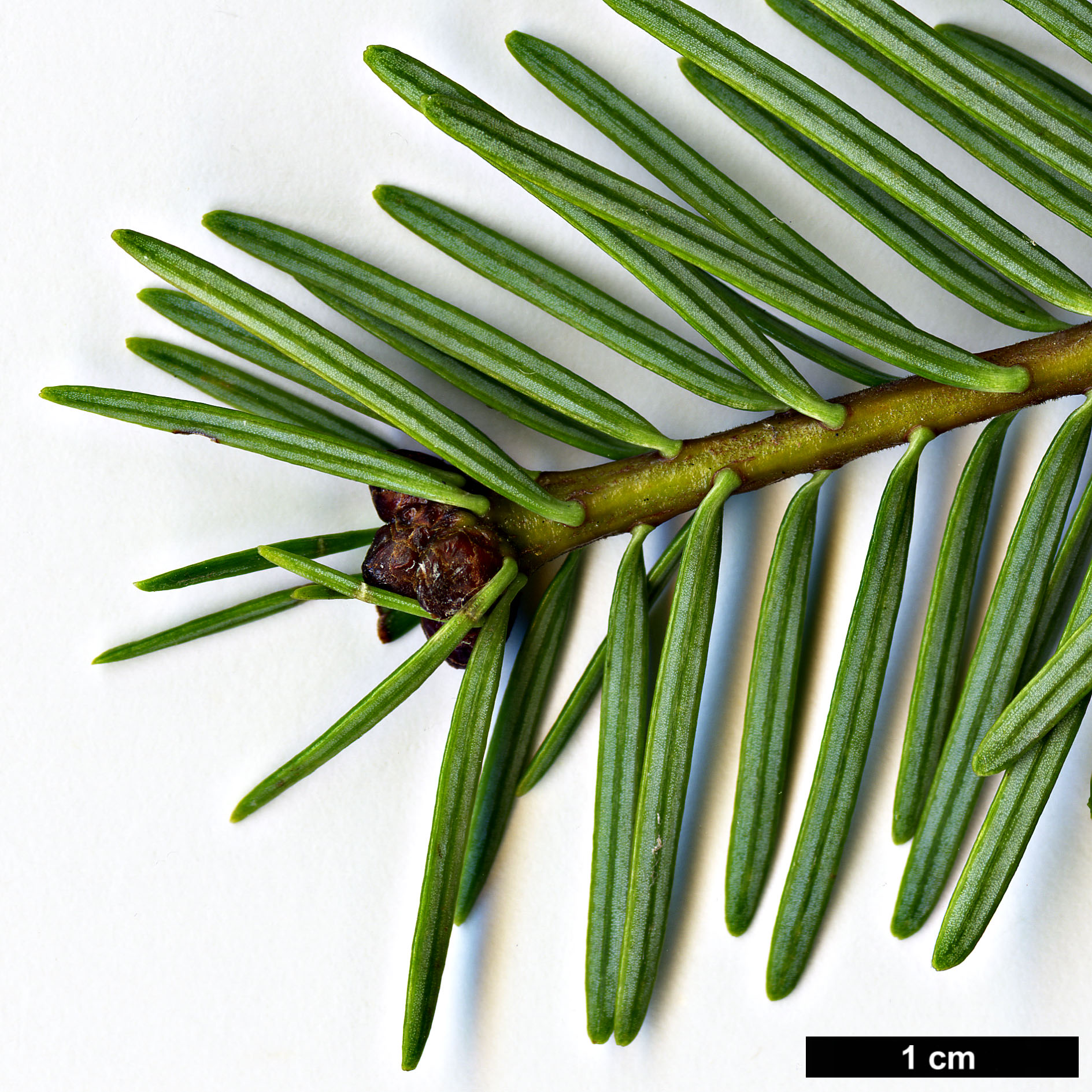 High resolution image: Family: Pinaceae - Genus: Abies - Taxon: guatemalensis High resolution image: Family: Pinaceae - Genus: Abies - Taxon: guatemalensis