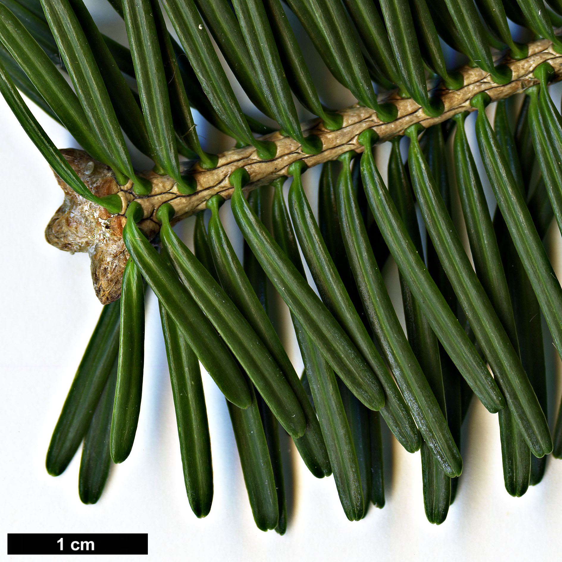 High resolution image: Family: Pinaceae - Genus: Abies - Taxon: homolepis