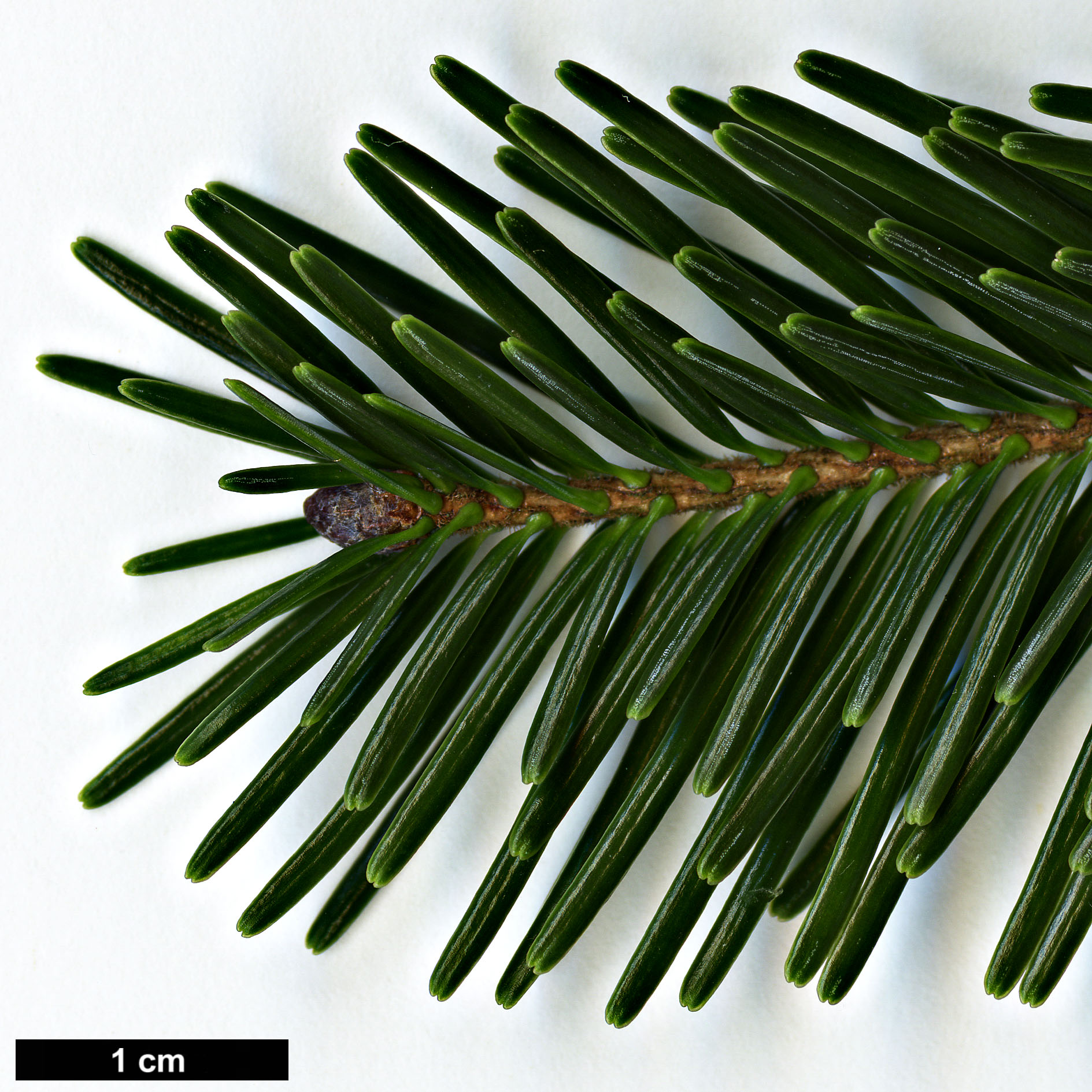 High resolution image: Family: Pinaceae - Genus: Abies - Taxon: kawakamii