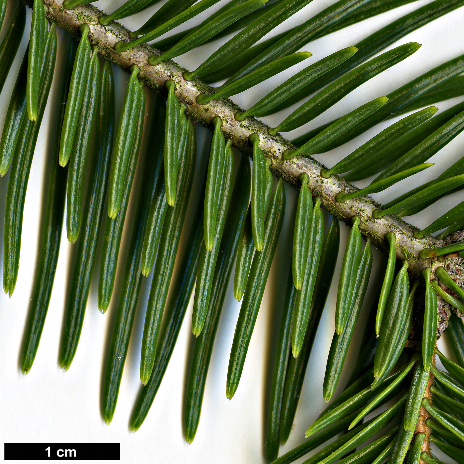 High resolution image: Family: Pinaceae - Genus: Abies - Taxon: kawakamii