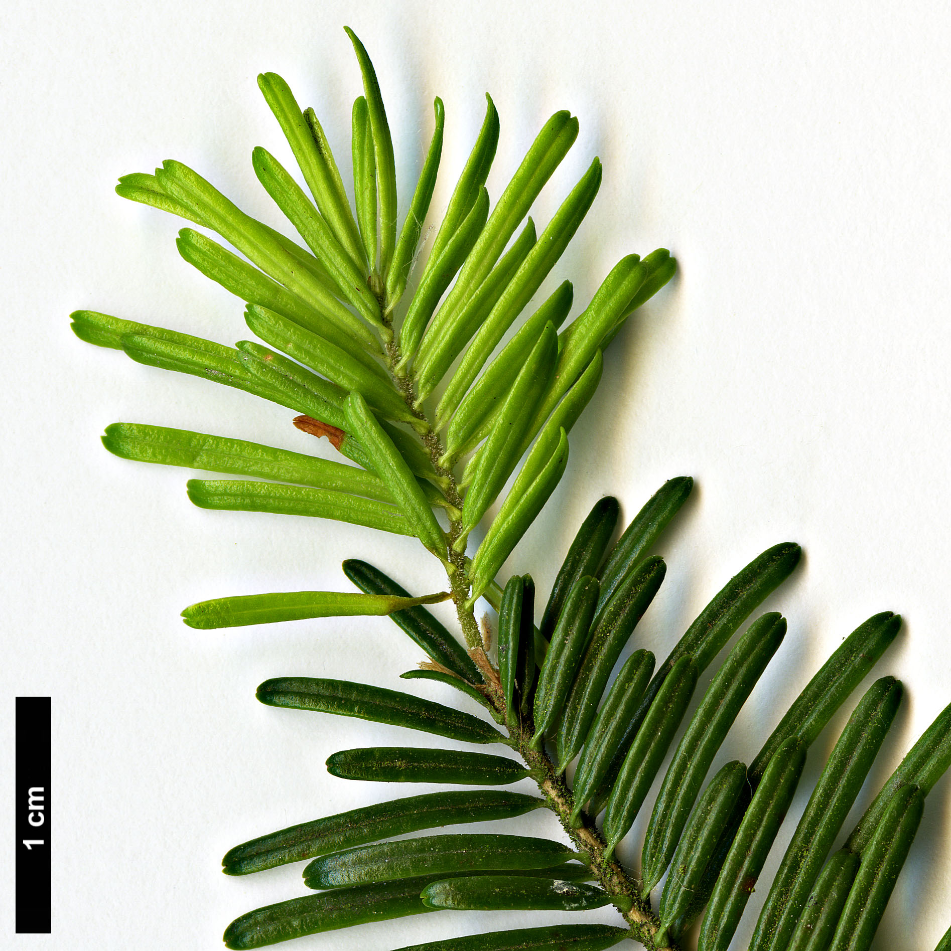 High resolution image: Family: Pinaceae - Genus: Abies - Taxon: mariesii High resolution image: Family: Pinaceae - Genus: Abies - Taxon: mariesii