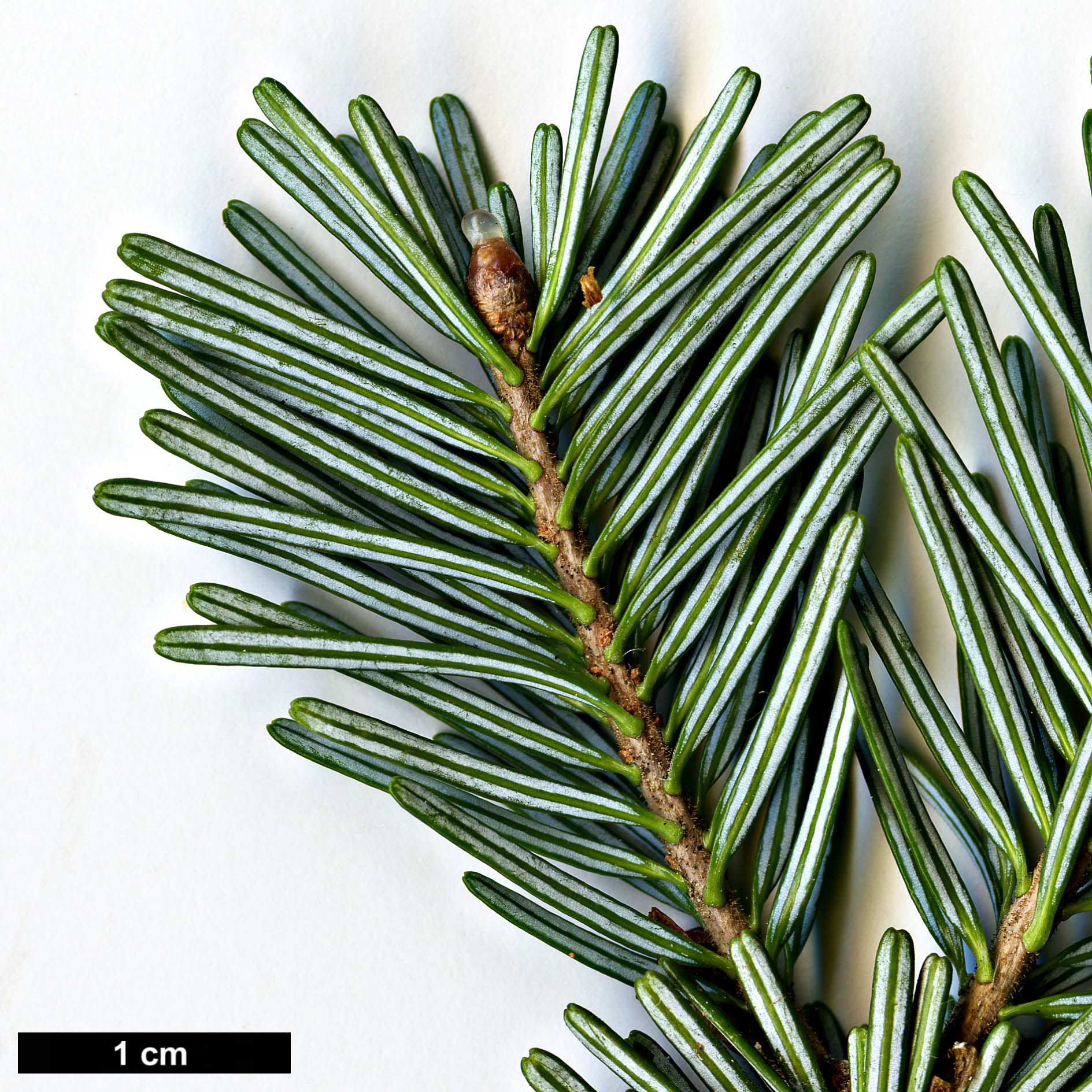 High resolution image: Family: Pinaceae - Genus: Abies - Taxon: nephrolepis