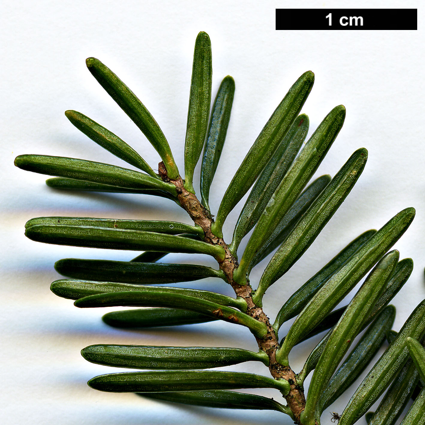 High resolution image: Family: Pinaceae - Genus: Abies - Taxon: numidica High resolution image: Family: Pinaceae - Genus: Abies - Taxon: numidica