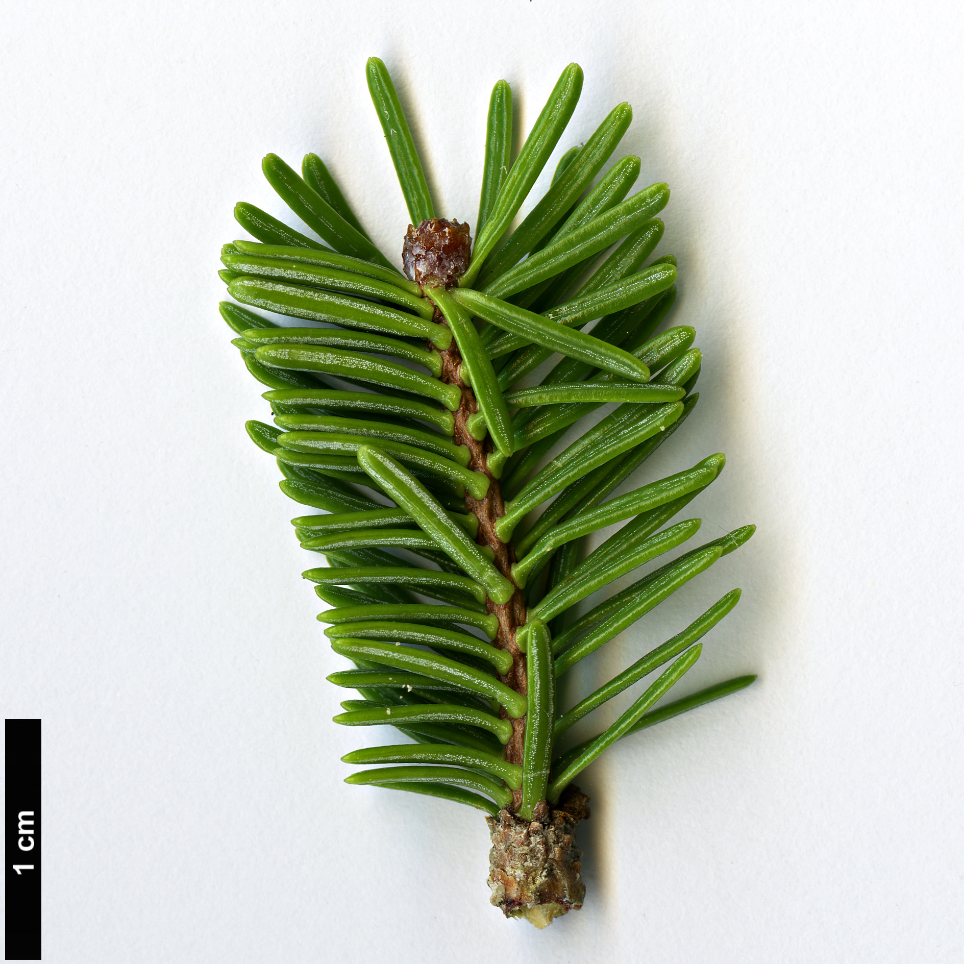 High resolution image: Family: Pinaceae - Genus: Abies - Taxon: pseudochensiensis High resolution image: Family: Pinaceae - Genus: Abies - Taxon: pseudochensiensis