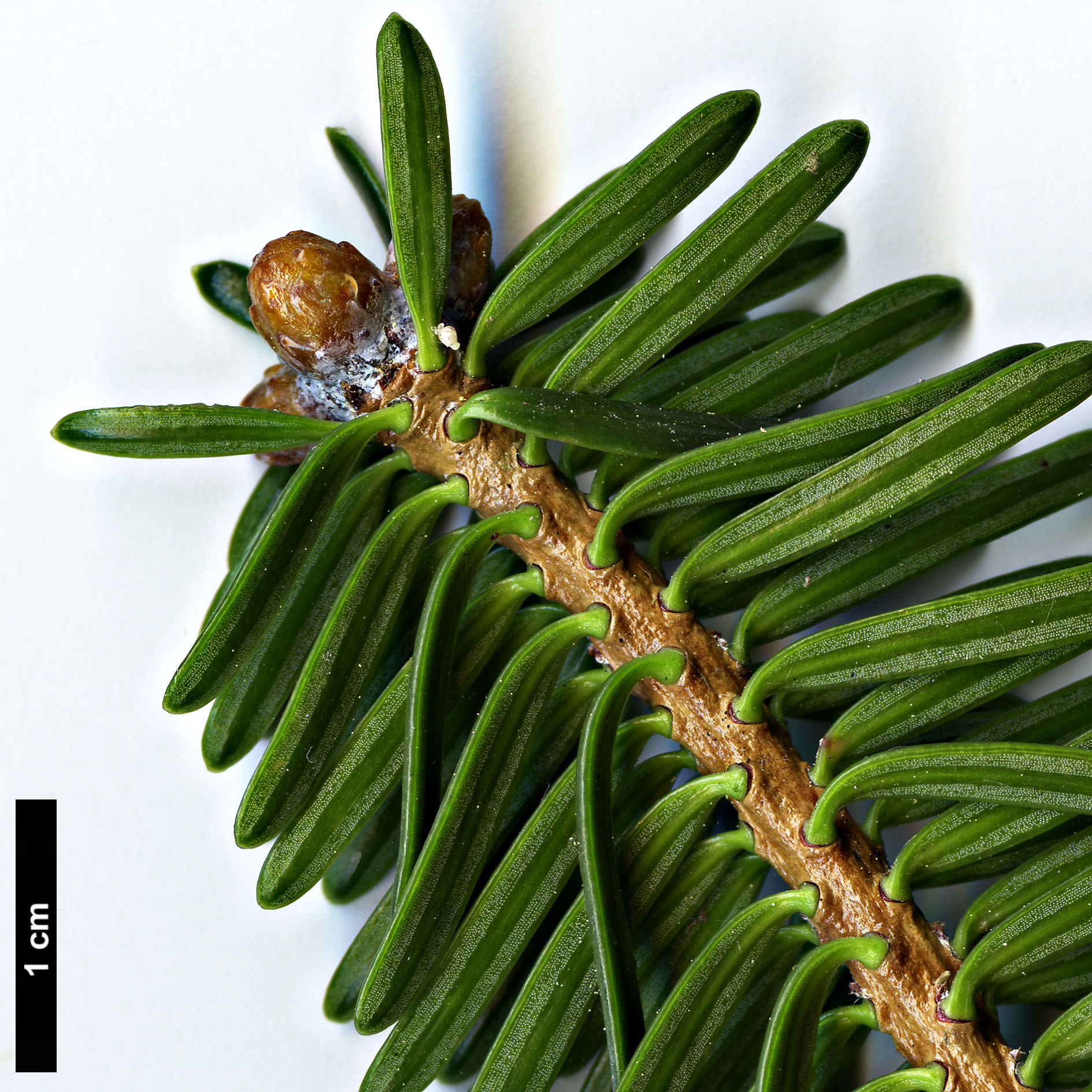 High resolution image: Family: Pinaceae - Genus: Abies - Taxon: recurvata High resolution image: Family: Pinaceae - Genus: Abies - Taxon: recurvata