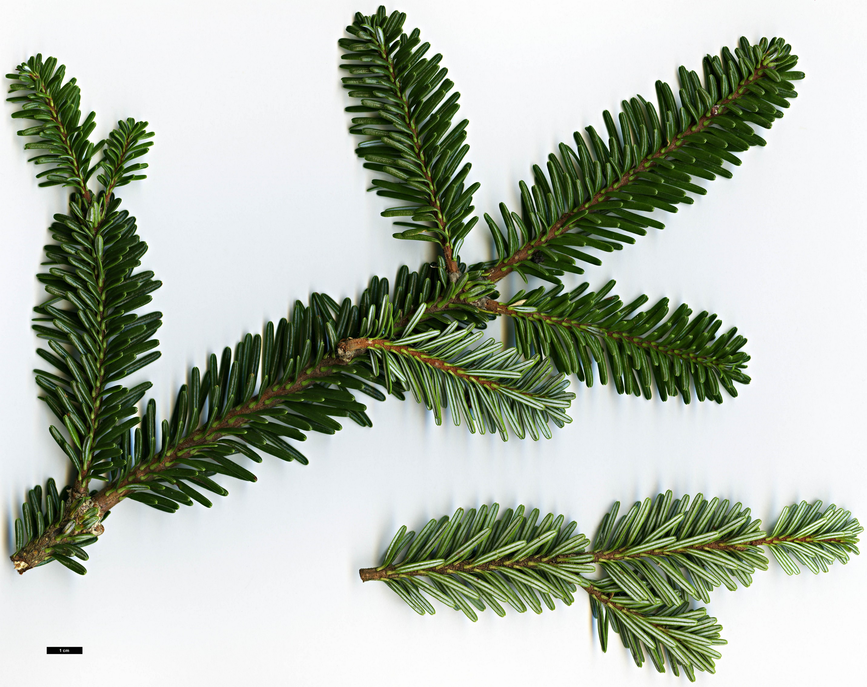 High resolution image: Family: Pinaceae - Genus: Abies - Taxon: rolii High resolution image: Family: Pinaceae - Genus: Abies - Taxon: rolii