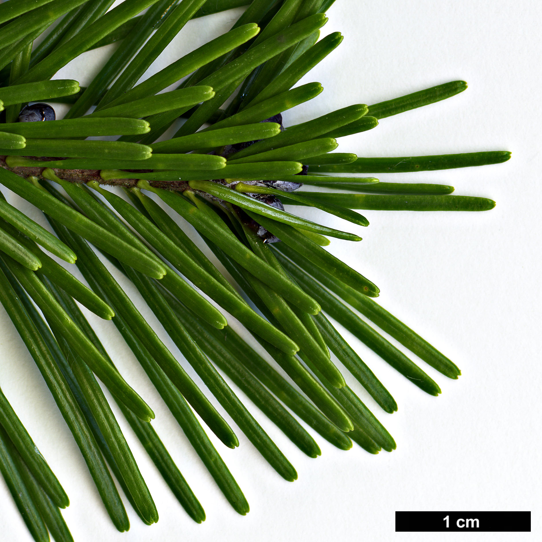 High resolution image: Family: Pinaceae - Genus: Abies - Taxon: sachalinensis High resolution image: Family: Pinaceae - Genus: Abies - Taxon: sachalinensis