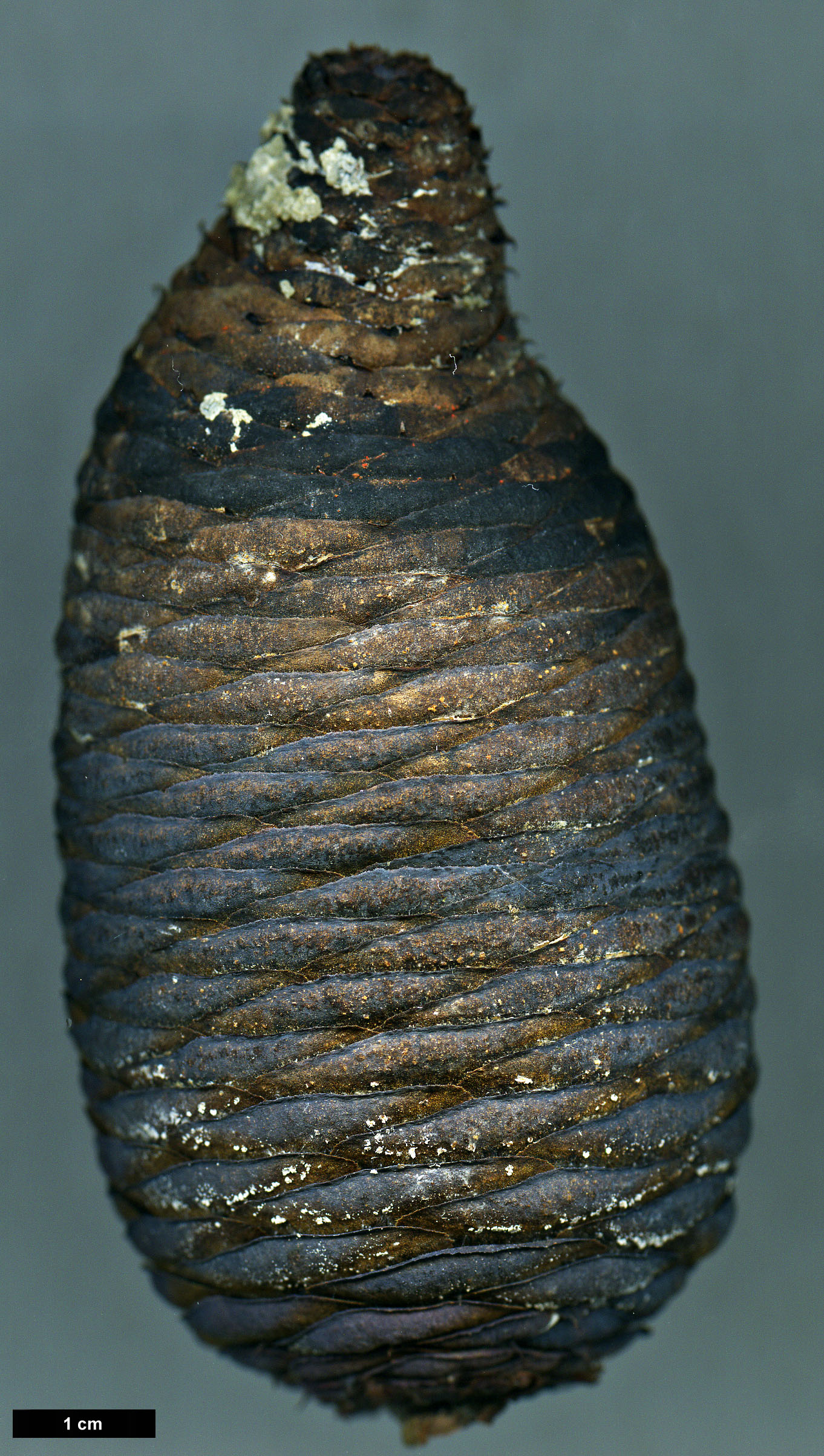 High resolution image: Family: Pinaceae - Genus: Abies - Taxon: spectabilis