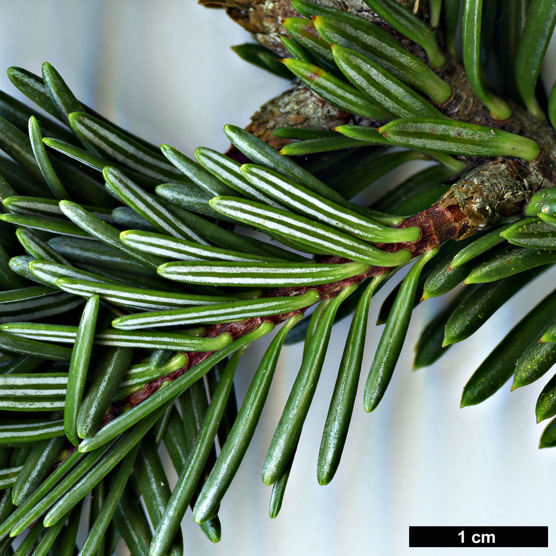 High resolution image: Family: Pinaceae - Genus: Abies - Taxon: squamata