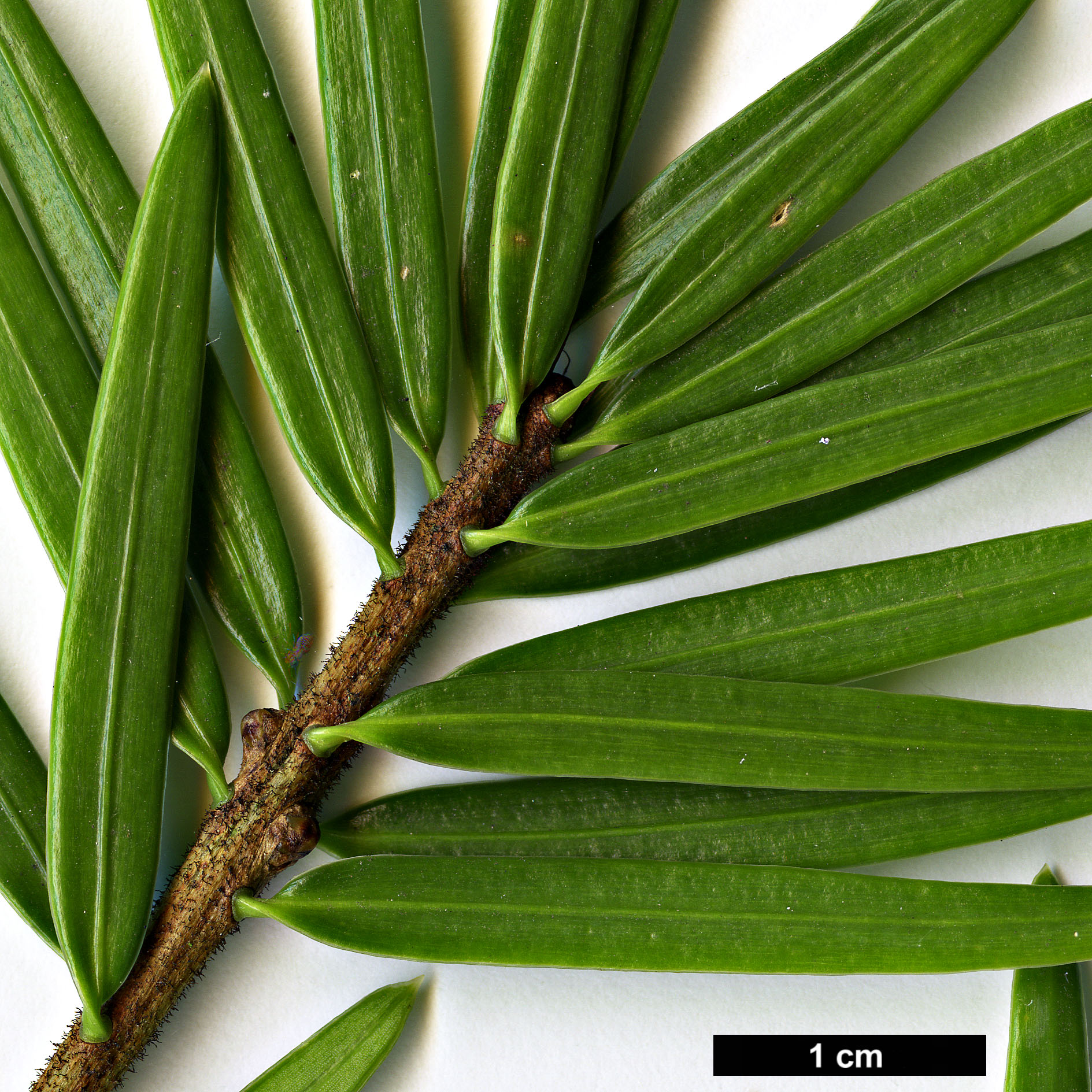 High resolution image: Family: Pinaceae - Genus: Keteleeria - Taxon: davidiana High resolution image: Family: Pinaceae - Genus: Keteleeria - Taxon: davidiana