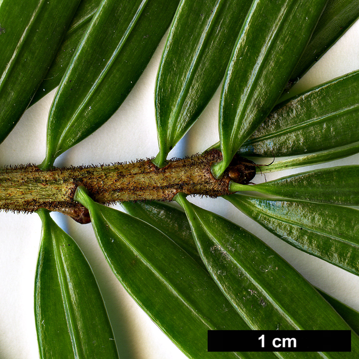 High resolution image: Family: Pinaceae - Genus: Keteleeria - Taxon: davidiana High resolution image: Family: Pinaceae - Genus: Keteleeria - Taxon: davidiana