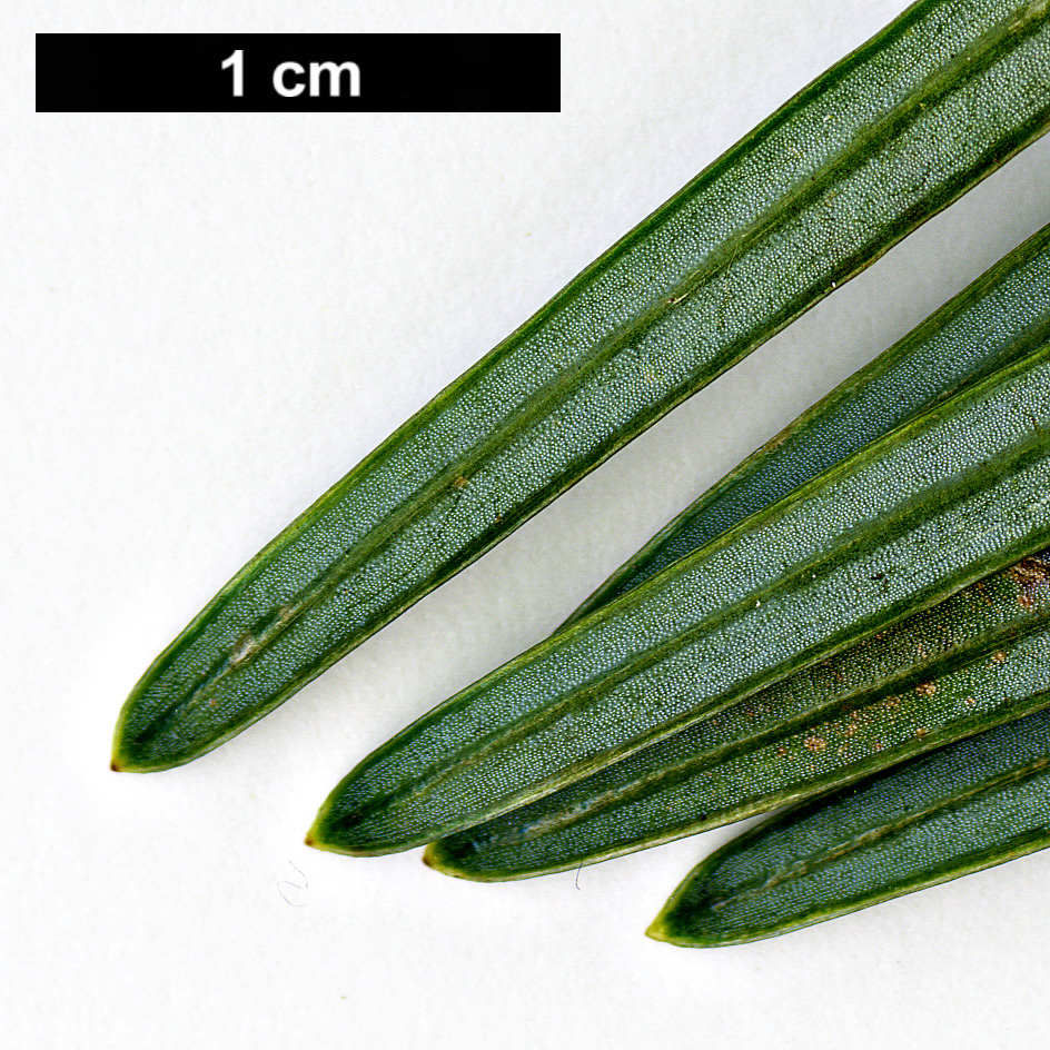 High resolution image: Family: Pinaceae - Genus: Keteleeria - Taxon: evelyniana