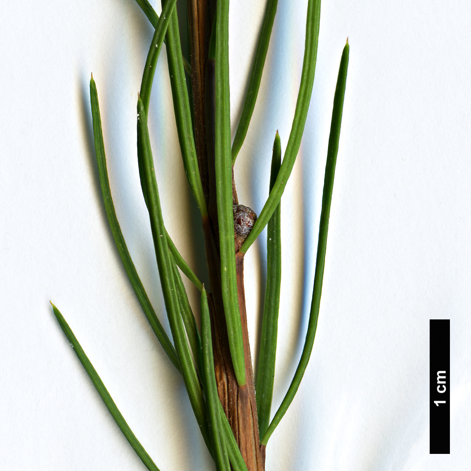 High resolution image: Family: Pinaceae - Genus: Larix - Taxon: occidentalis