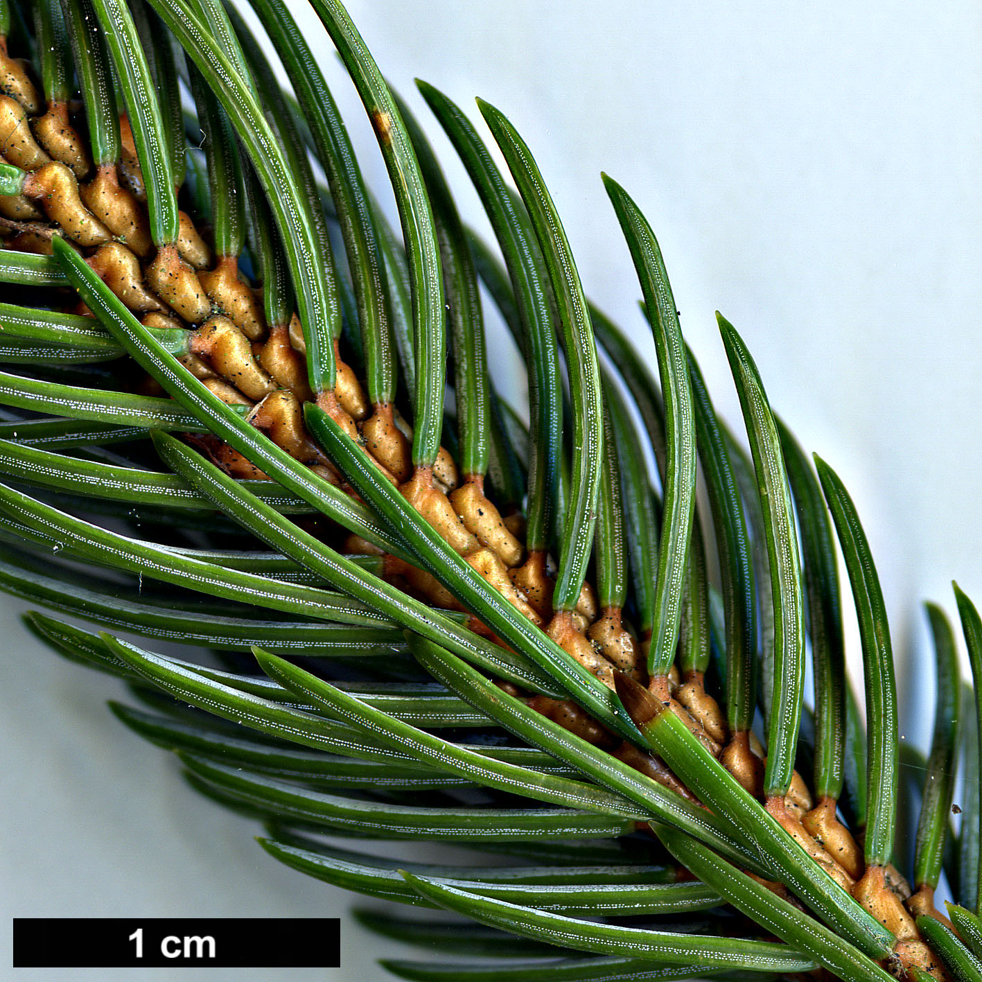 High resolution image: Family: Pinaceae - Genus: Picea - Taxon: alcoquiana