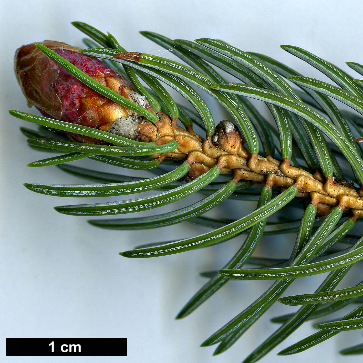 High resolution image: Family: Pinaceae - Genus: Picea - Taxon: alcoquiana